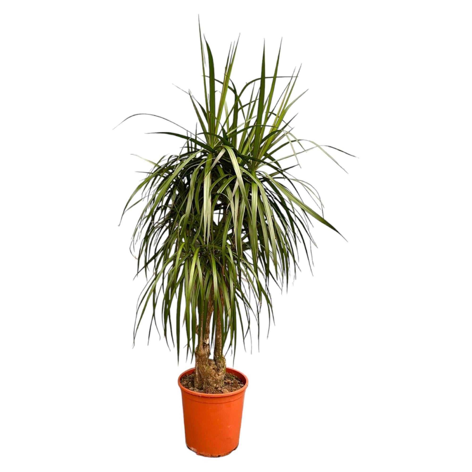 Drachenbaum  Anita Varigata - Dracaena Anita Variegata   190cm