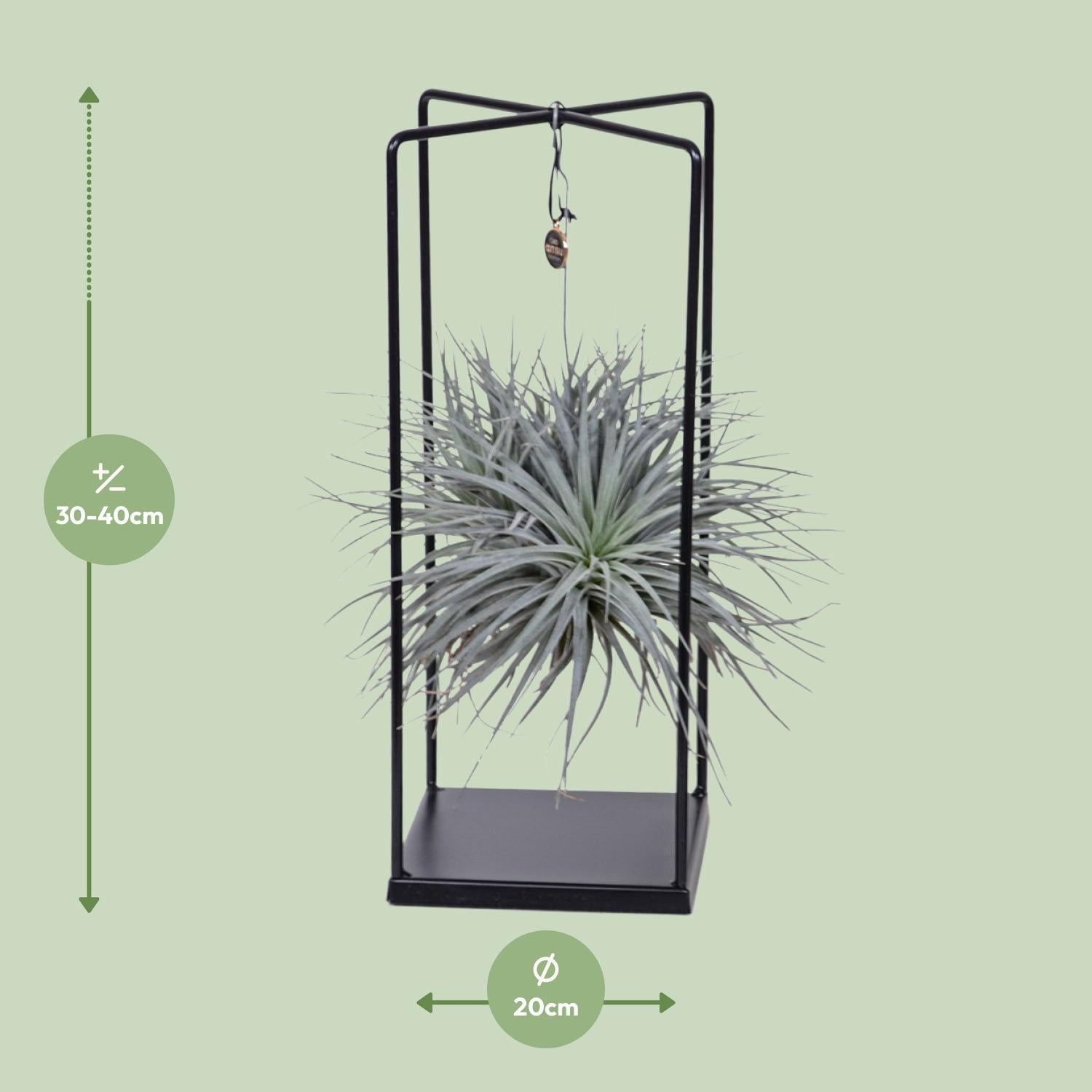 Tillandsia Luftpflanze  Ø20cm - ↕20cm