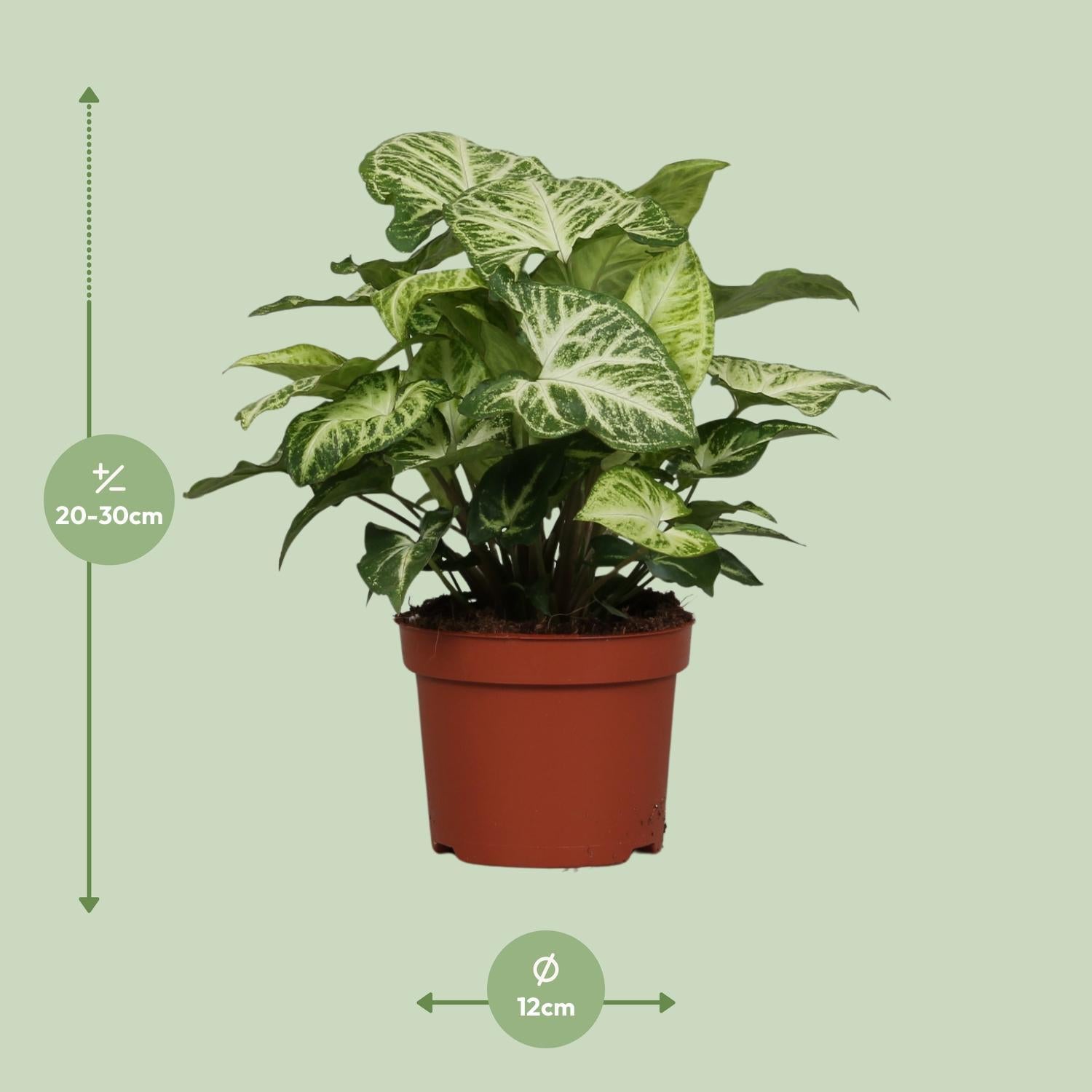 Syngonium Pijl - Ø12cm - ↕25cm