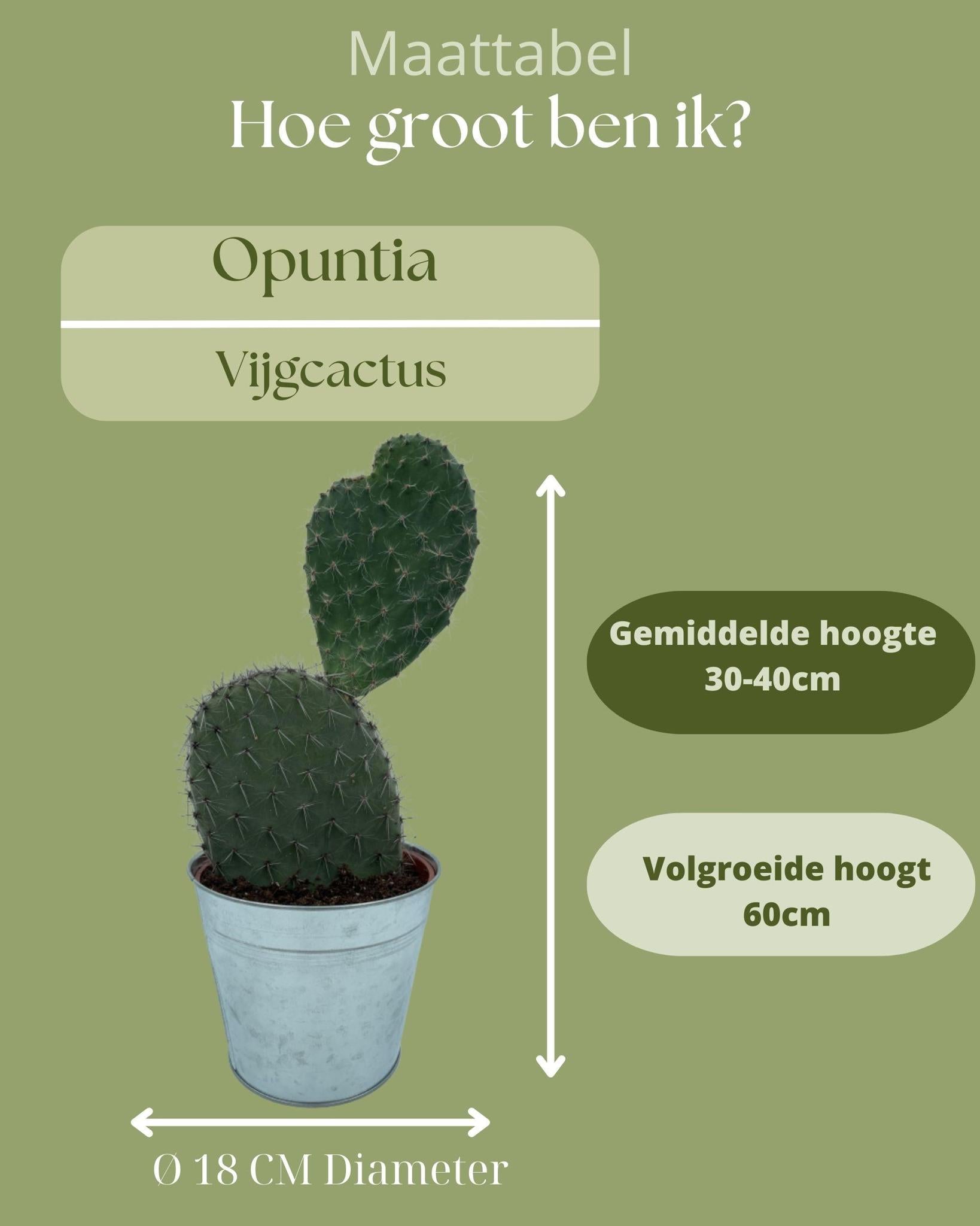 Feigenkaktus - Opuntia Vijgcactus- 17cmØ- 30-40cm Höhe im Zink Topf