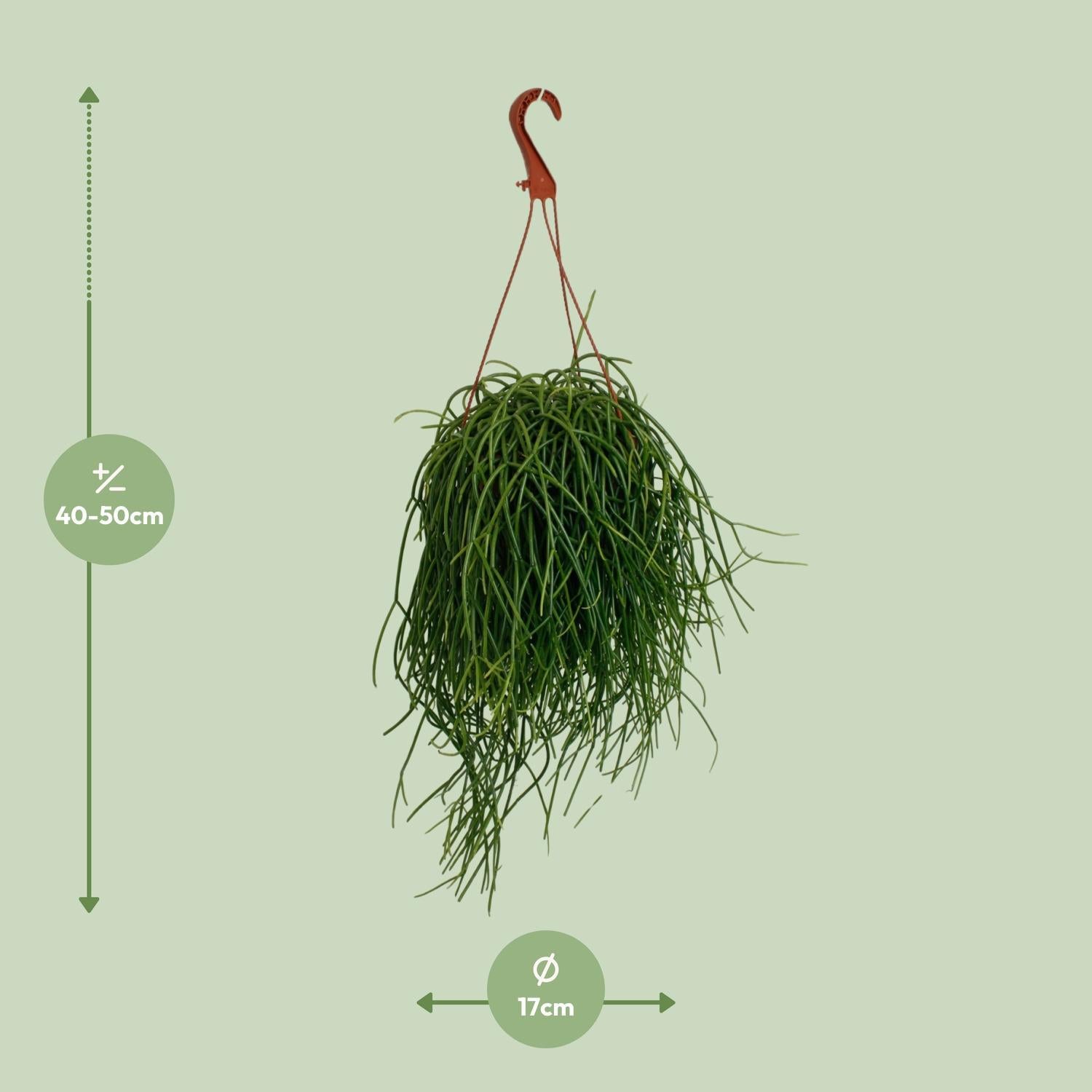 Korallenkaktus - Rhipsalis Shaferi Kaktus - Ø17cm - ↕45cm