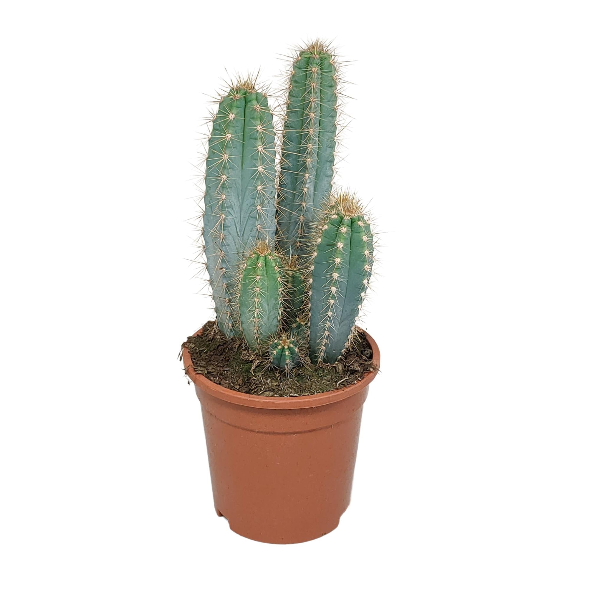 Pilosocereus azureus - 17cm - zonder pot