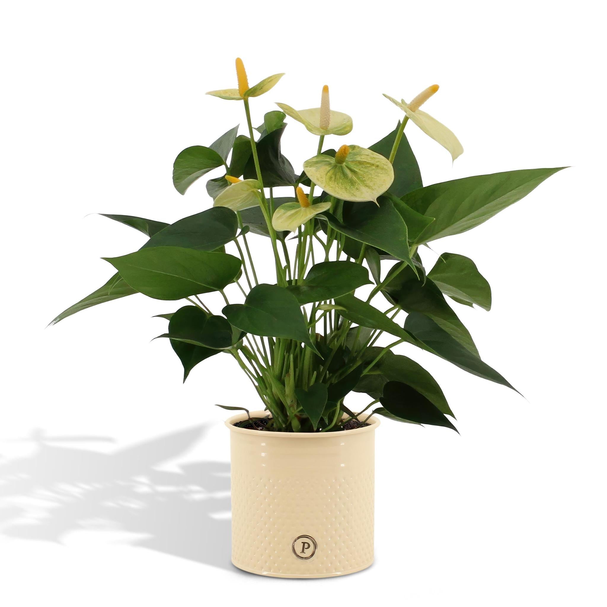 Anthurium andreanum Vanille incl. PURE zink - 45cm - Ø12