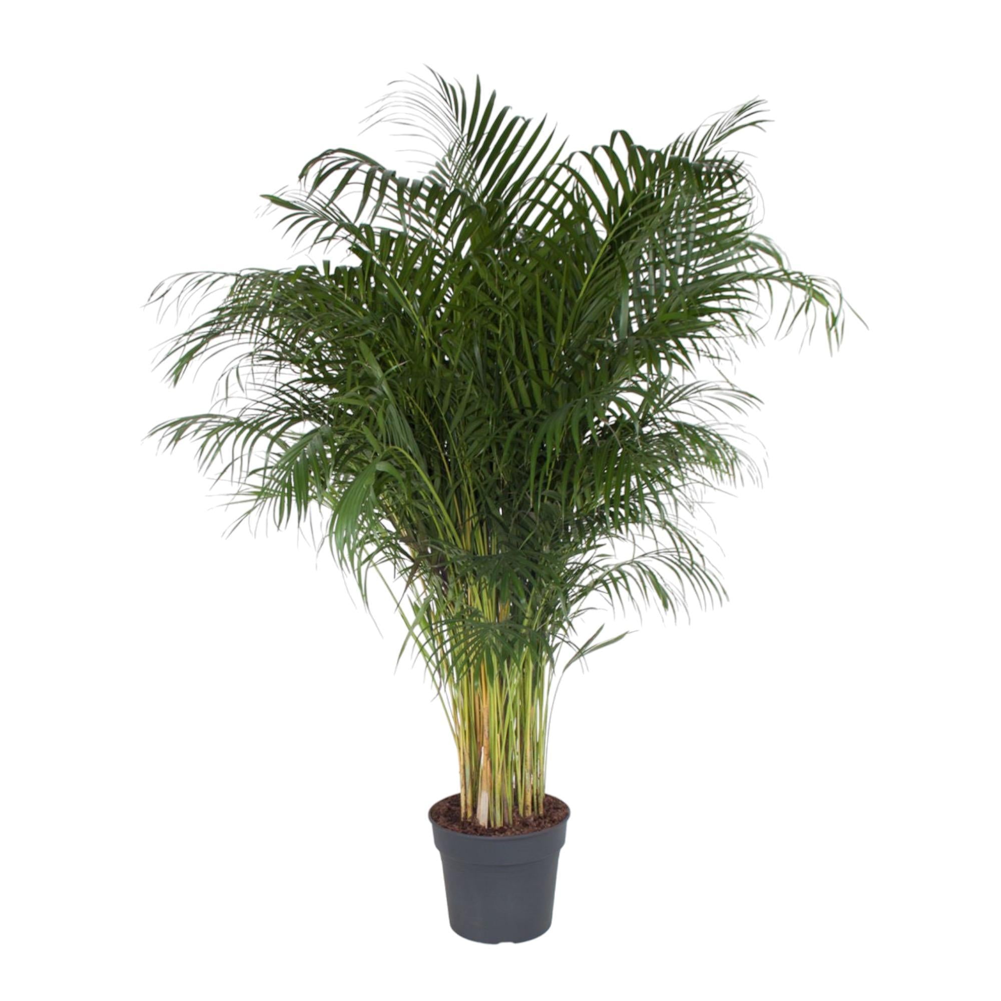 Arecapalme  Dypsis Lutescens - 200 cm - ø34