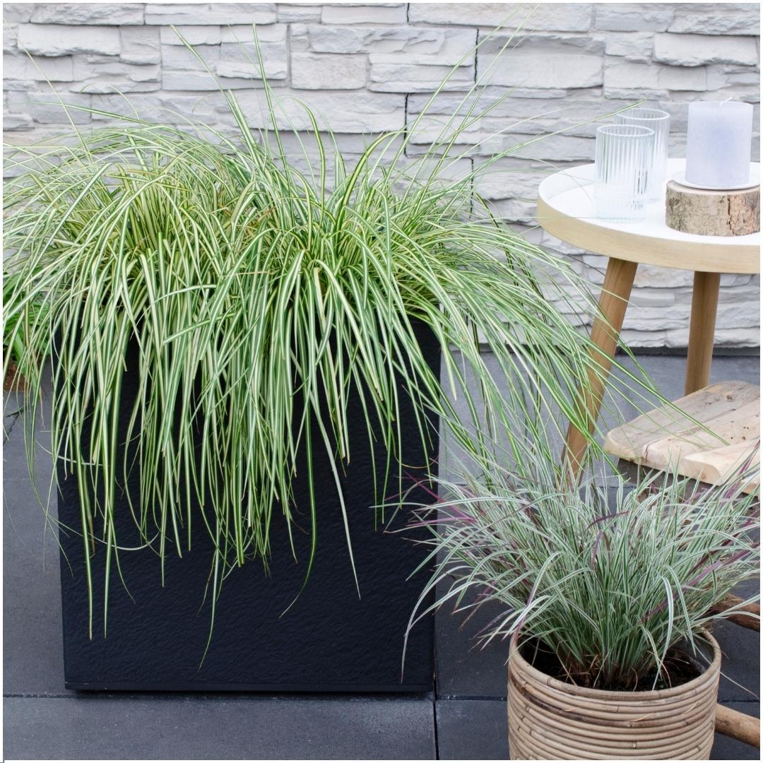 Ziergras Evergold -  Carex hachijoensis 'Evergold' - Ø 14 cm - ↨ 25 cm   6 Stück