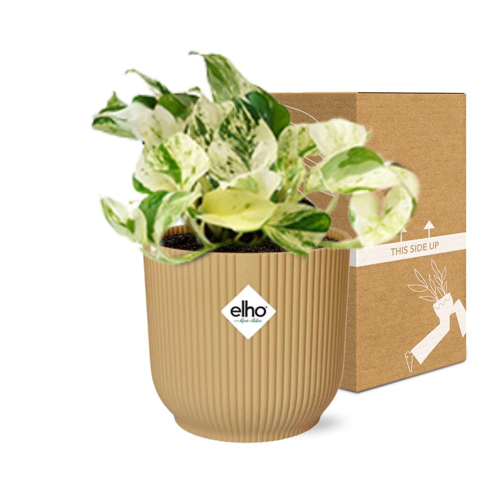 Efeutute - Epipremnum Pinnatum Happy Leaf in ELHO Vibes Fold 14cm geel Topf gelb