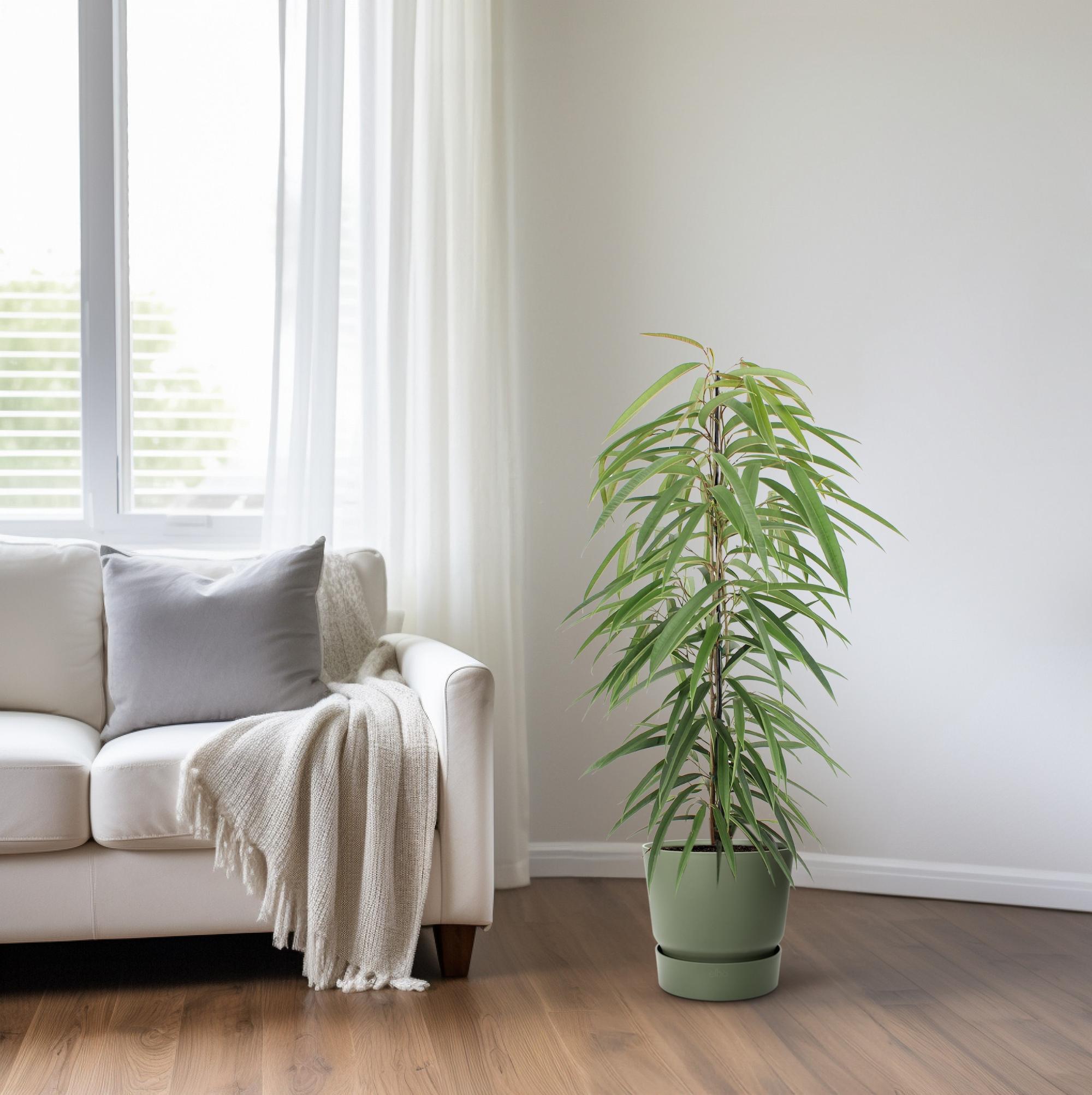 Birkenfeige - Ficus Binnendijkii Alii - 80cm - 21Ø