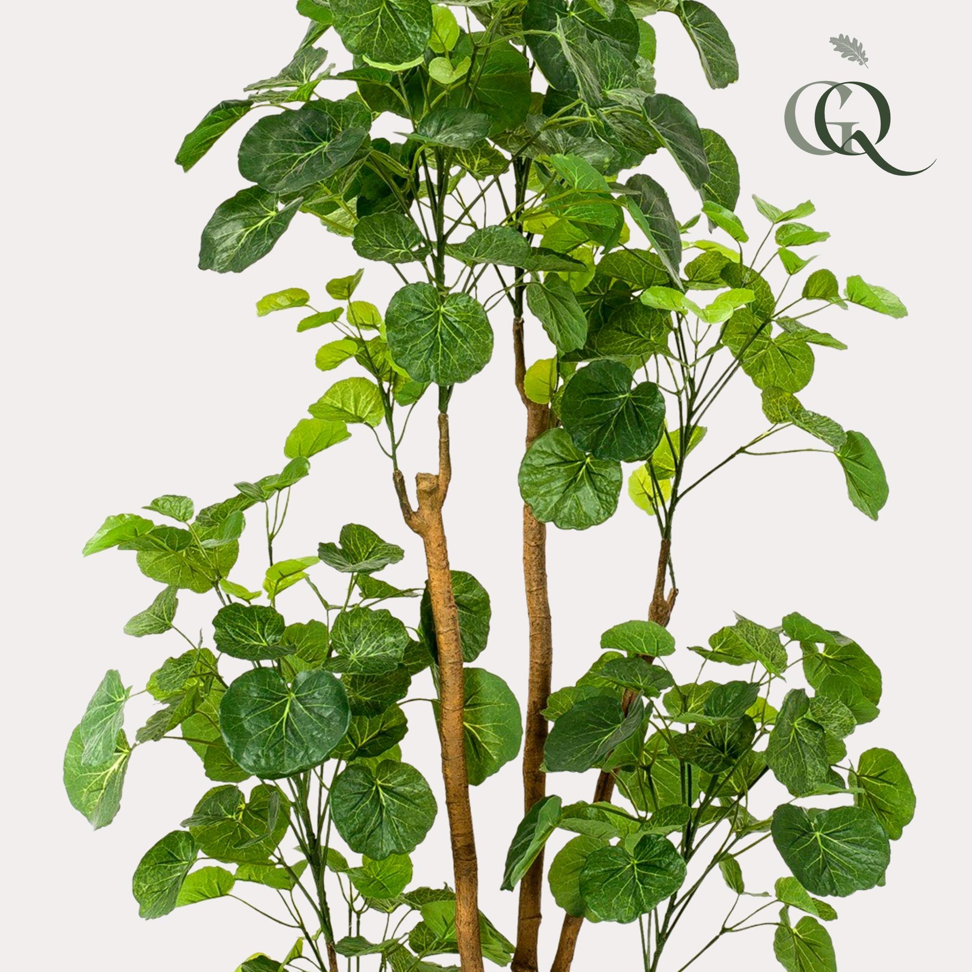 Kunstpflanze - Polyscias - Aralia - 160 cm