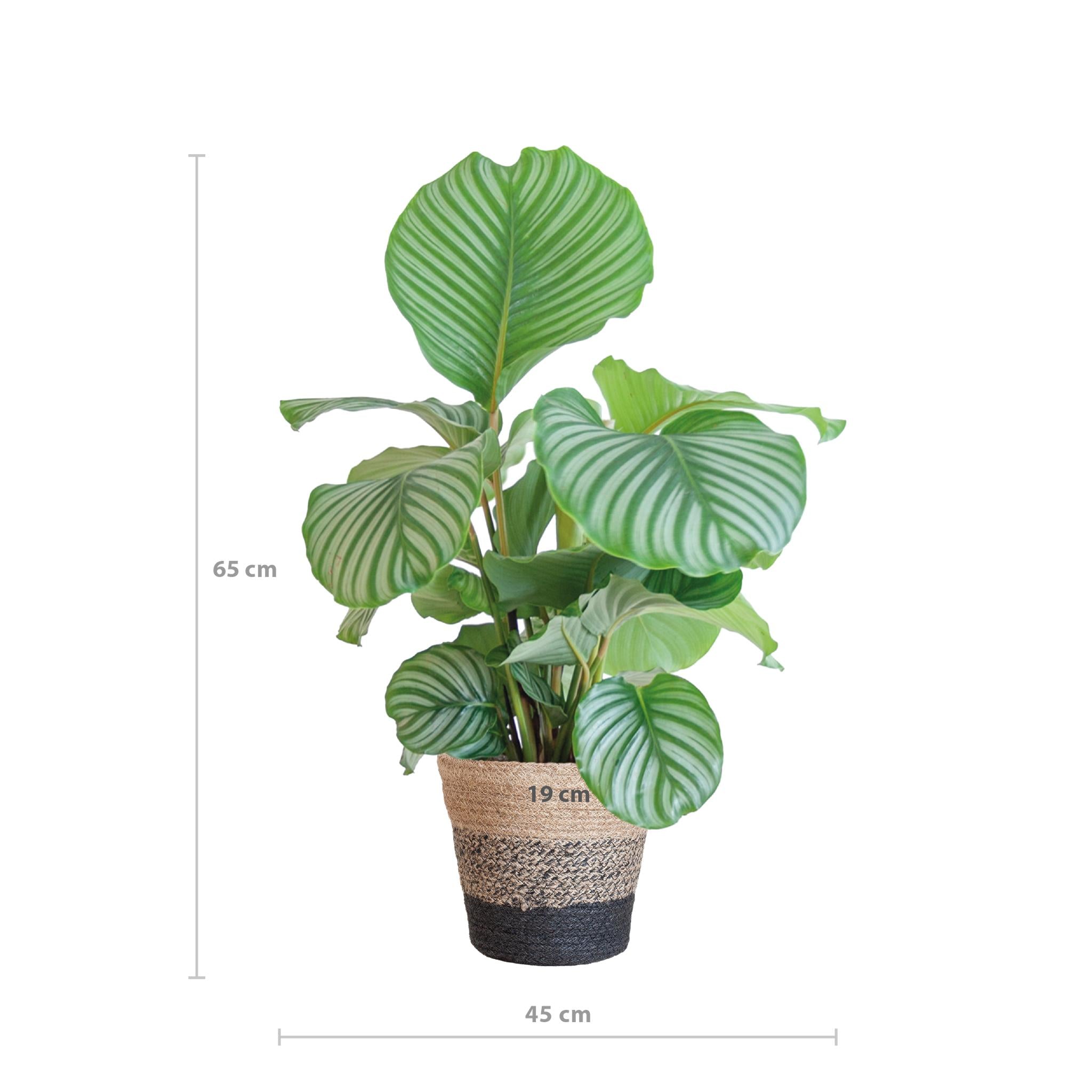 Gebetspflanze - Calathea Orbifolia mit Korb Lissabon schwarz  - 65cm - Ø21