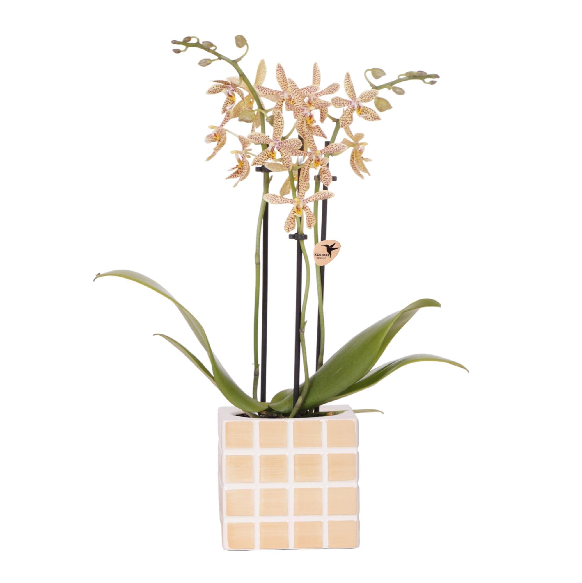 Orchidee Orange 'Spider' Orchidee + Mosa Ziertopf Orange - Topfgröße Ø9cm | Blühende Zimmerpflanze - Frisch vom Züchter