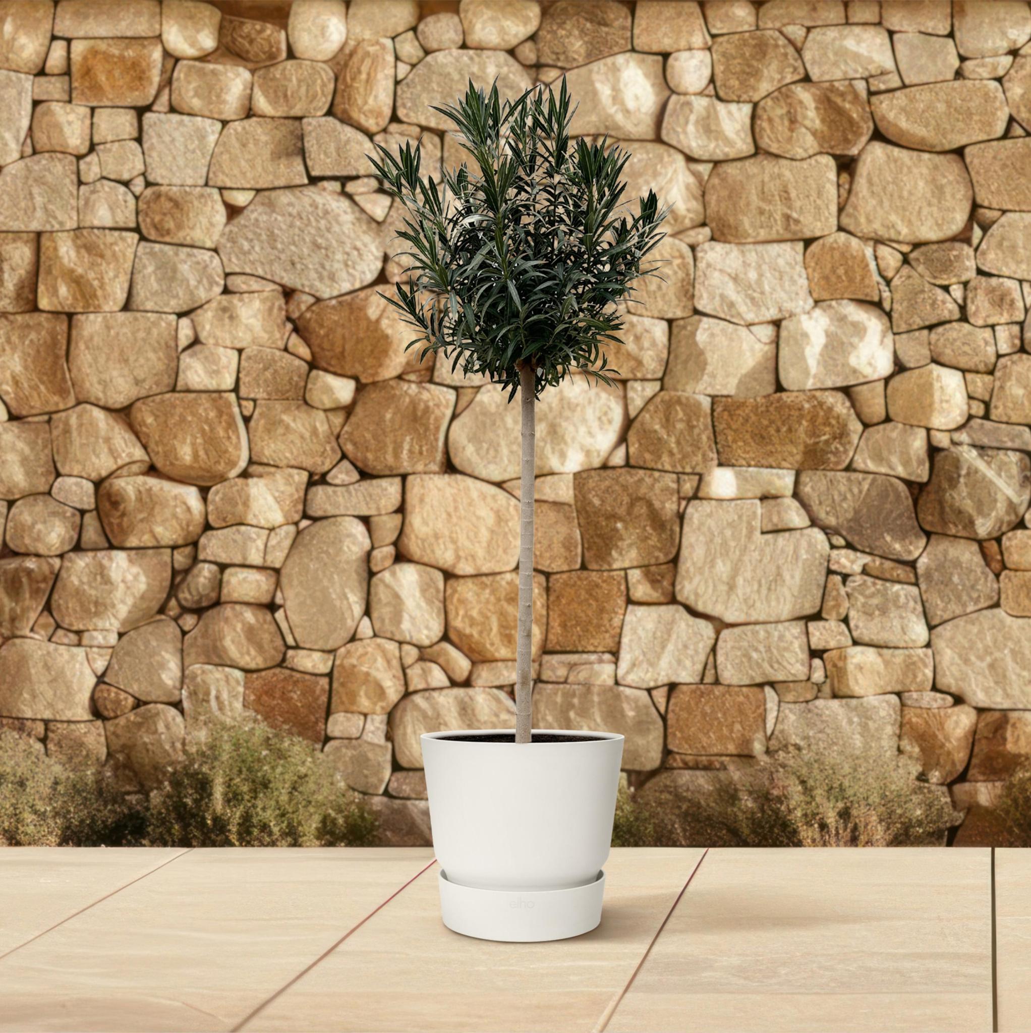 Nerium Oleander auf Stiel mit weißer Blüte – 110 cm – Ø22