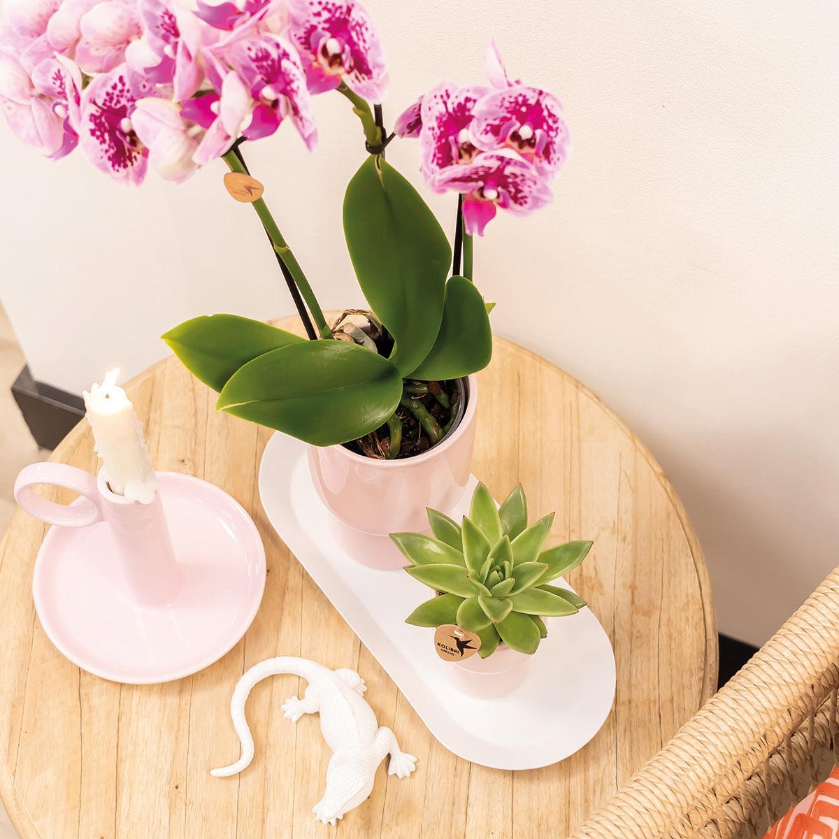 Kolibrie-orchideeën | COMBI DEAL van 4 roze paar phalaenopsis orchideeën - El Salvador - potmaat Ø9cm | bloeiende kamerplant - vers van de kweker