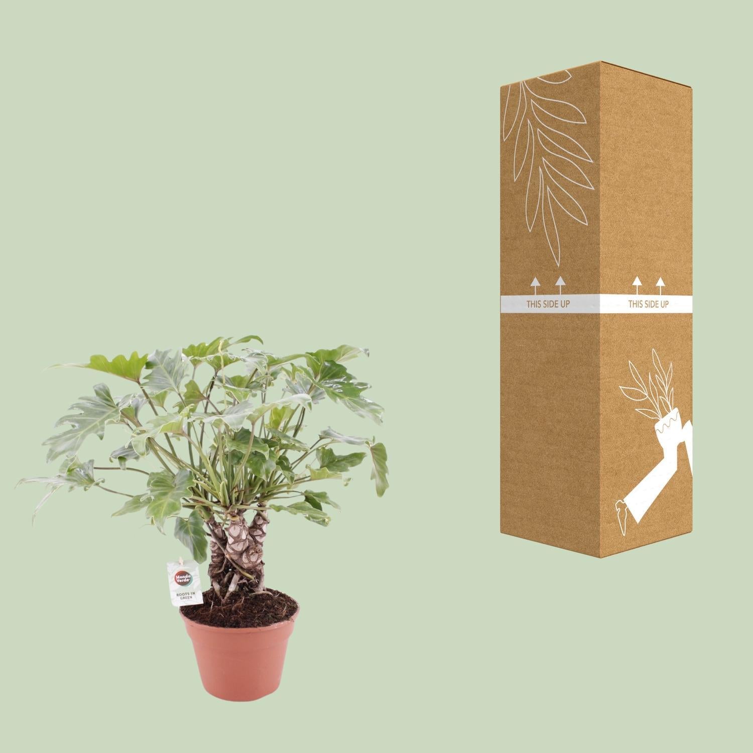 Philodendron Xanadu mit Stamm – Ø17 cm – ↕40 cm