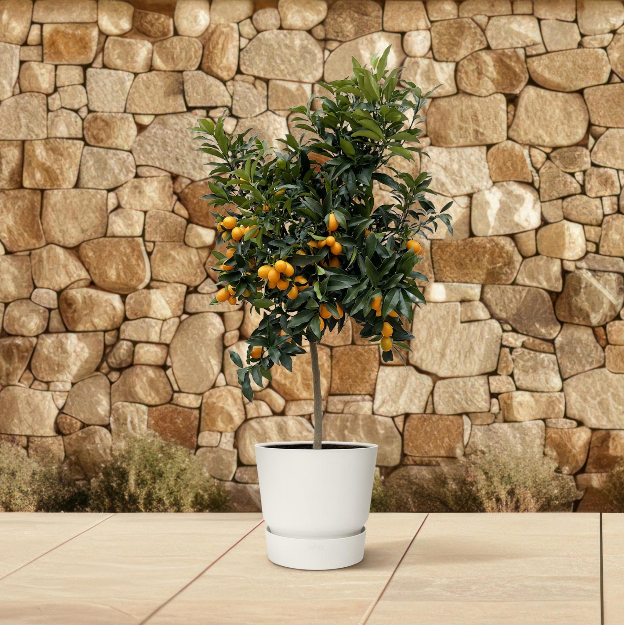 Kumquatbaum Fortunelle - Citrus Kumquat - 150 cm - ø40