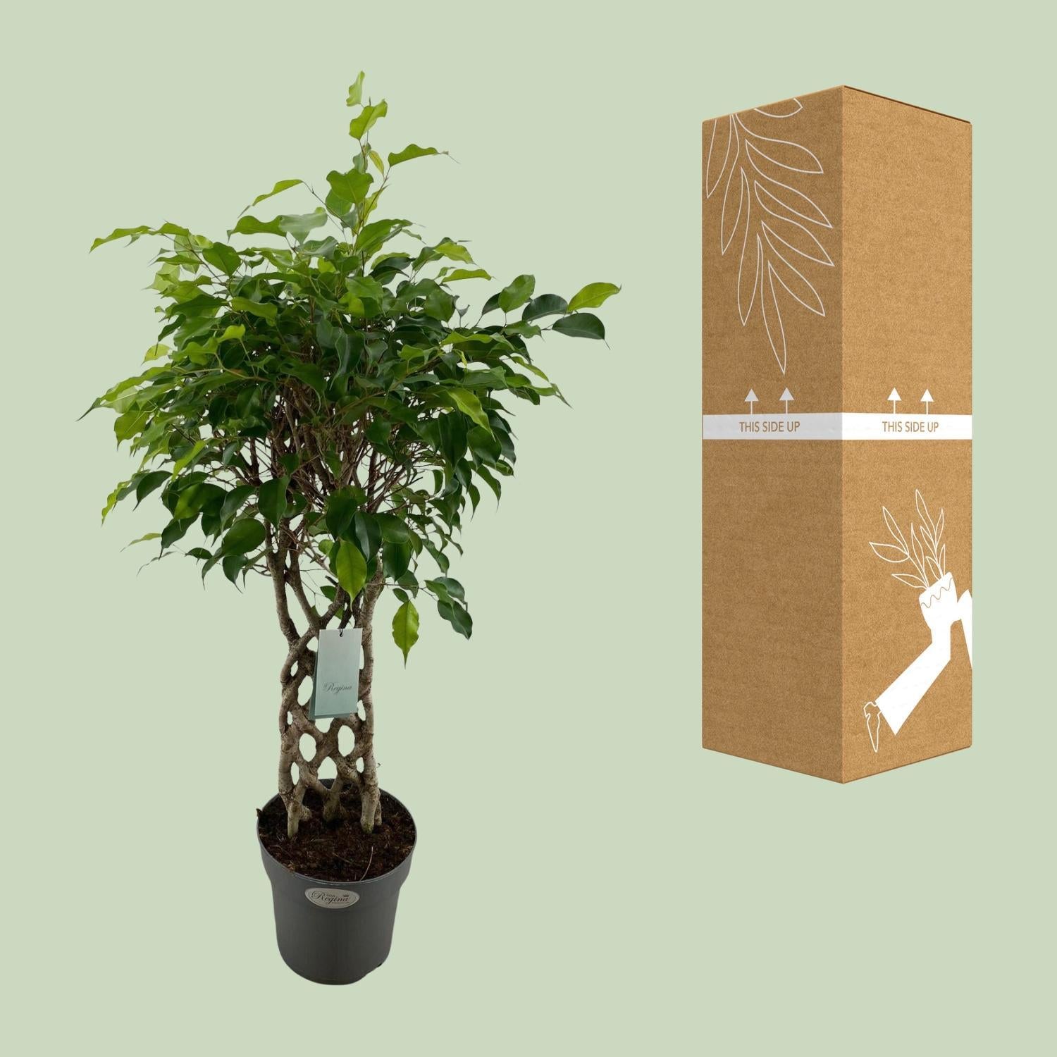 Birkenfeige - Ficus Benjamina Exotica - Ø24cm - ↕100cm