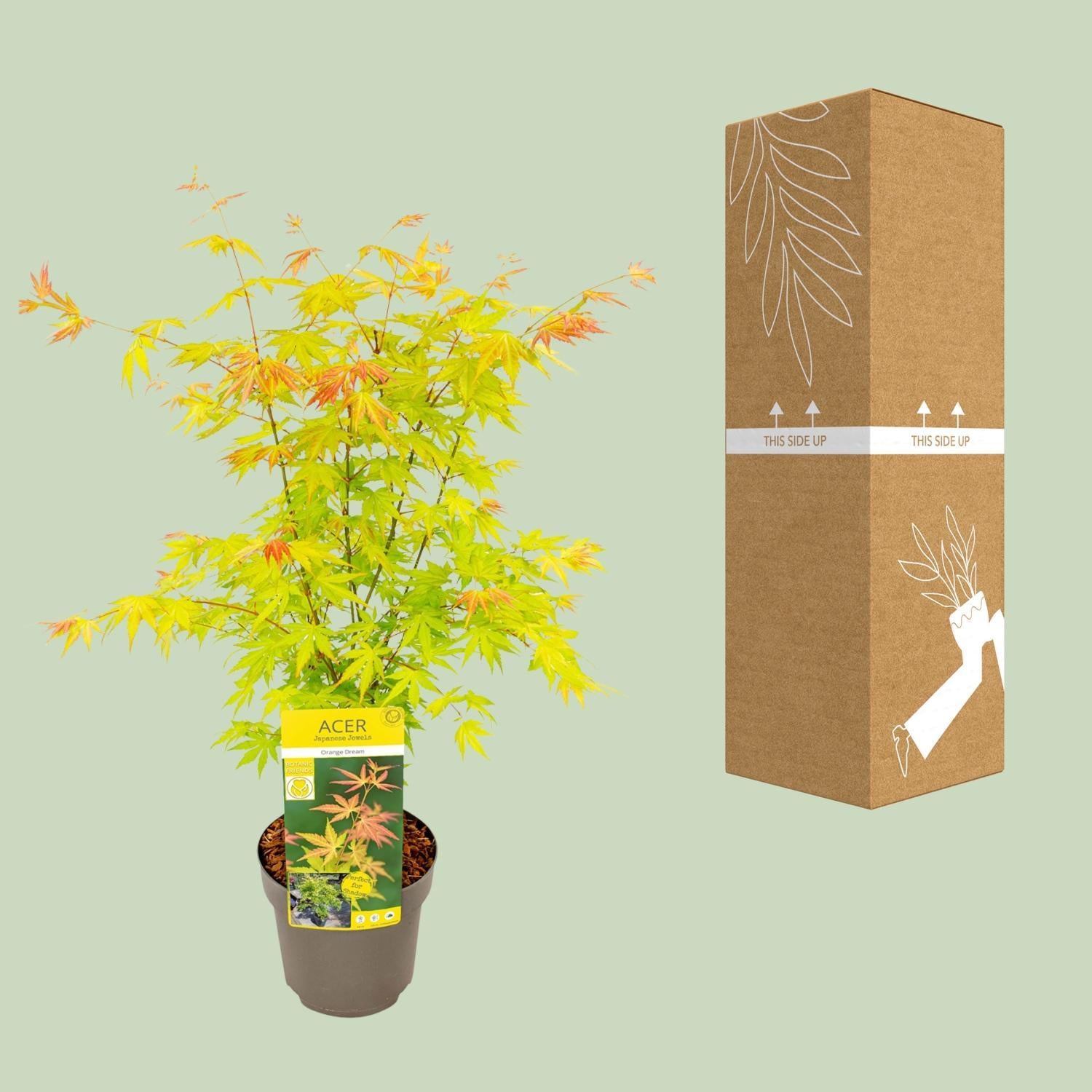 Japanischer Ahorn Acer palmatum Orange Dream - Ø19 - ↨50cm