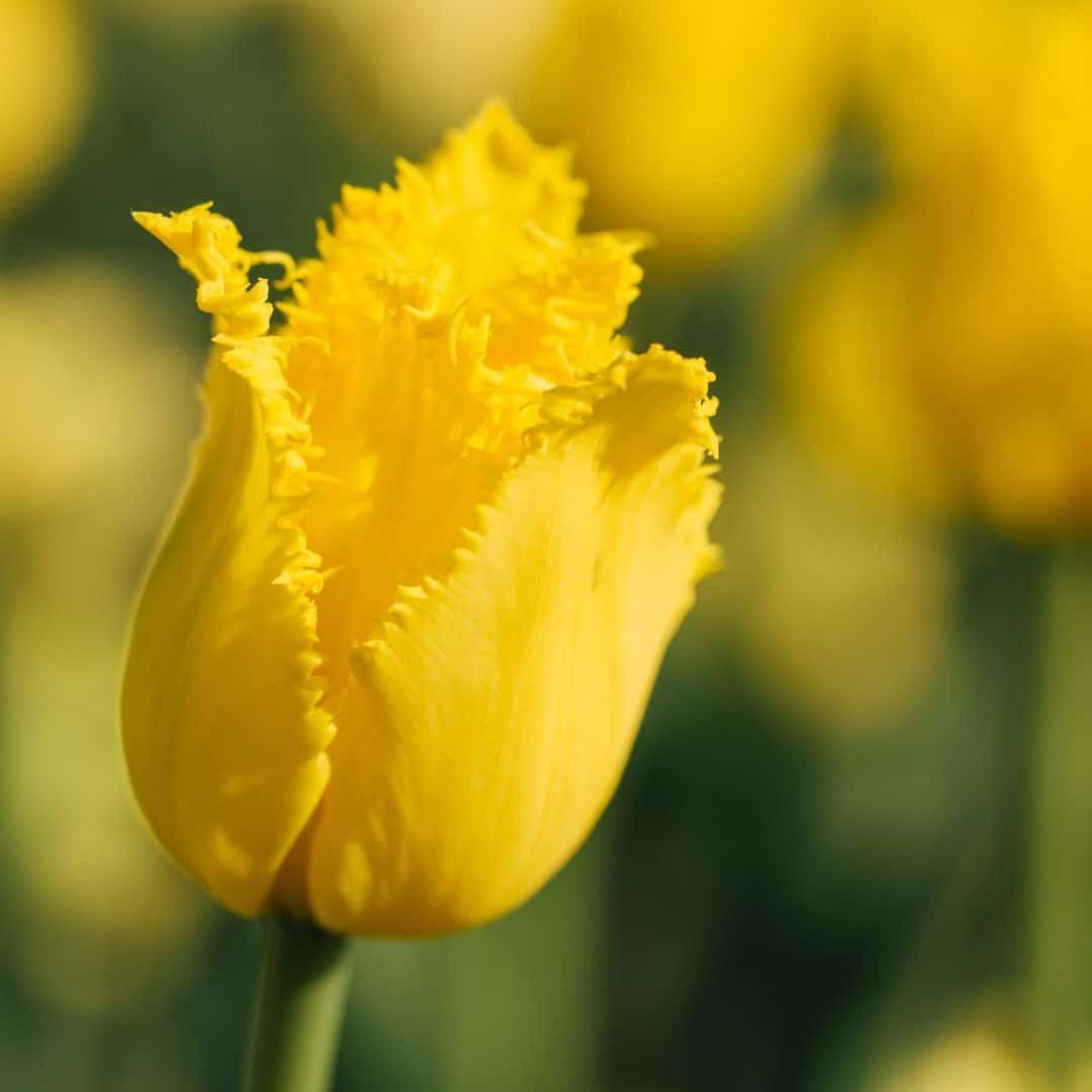 Tulpe Crystal Star - 15 Blumenzwiebeln - Größe 12+