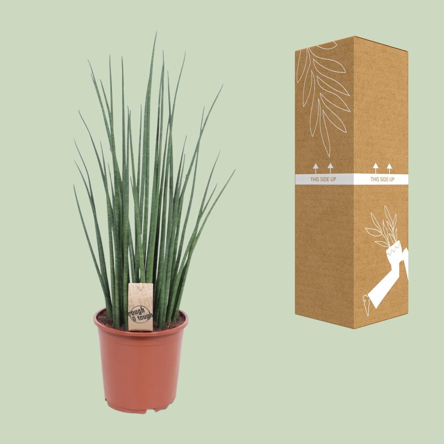 Sansevieria Mikado - Ø19cm - ↕70cm