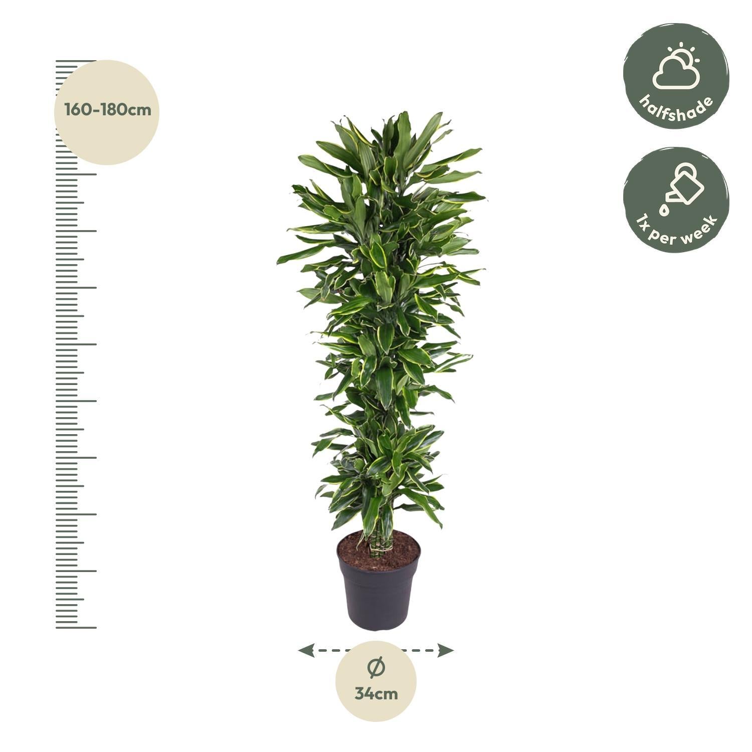 Drachenbaum Golden Coast - Dracaena Golden Coast verzweigt - 170 cm - ø34