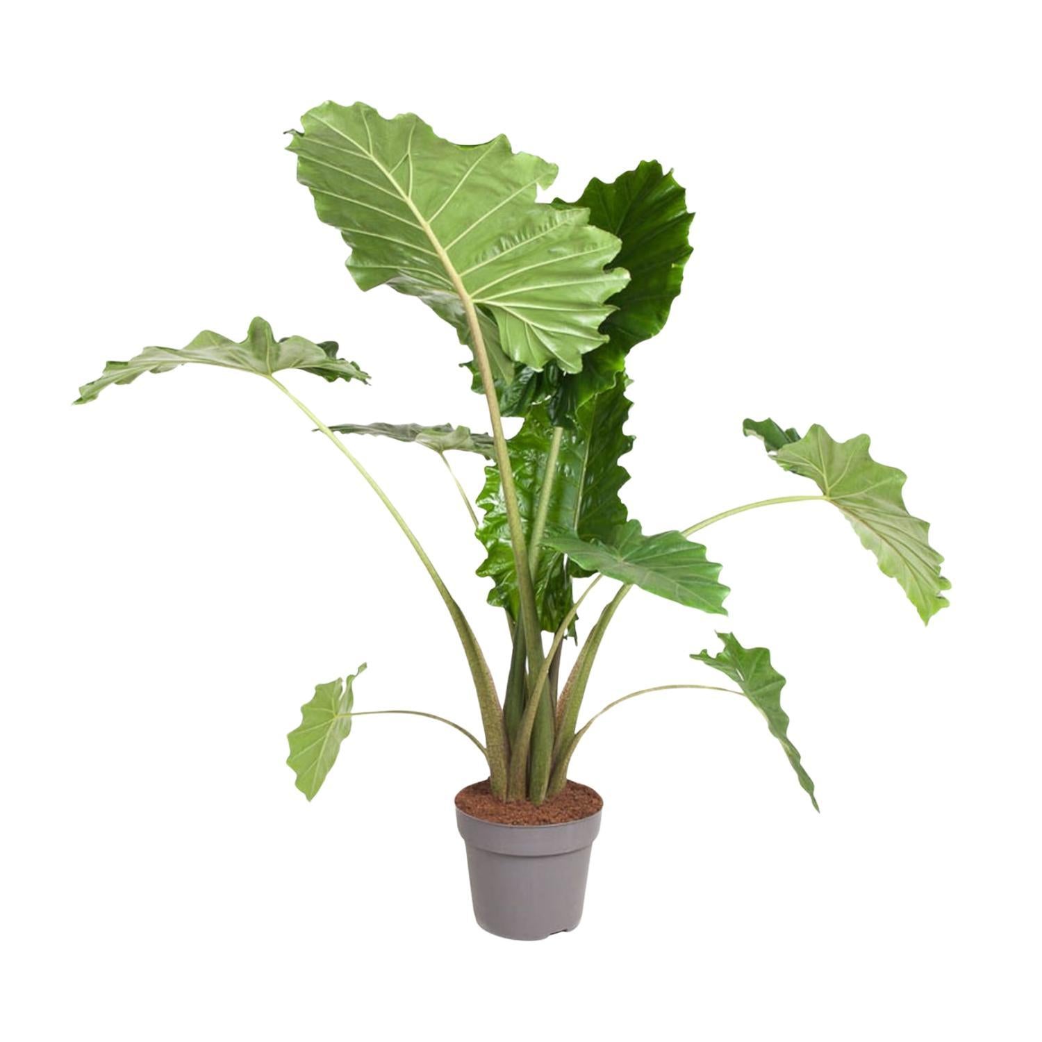 Elefantenohr - Alocasia Portodora - 150 cm - ø32