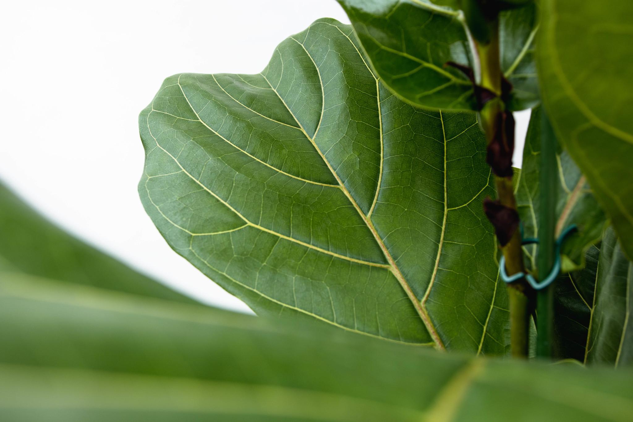 Geigenfeige - Ficus Lyrata Strauch  XL - 200cm - ø40