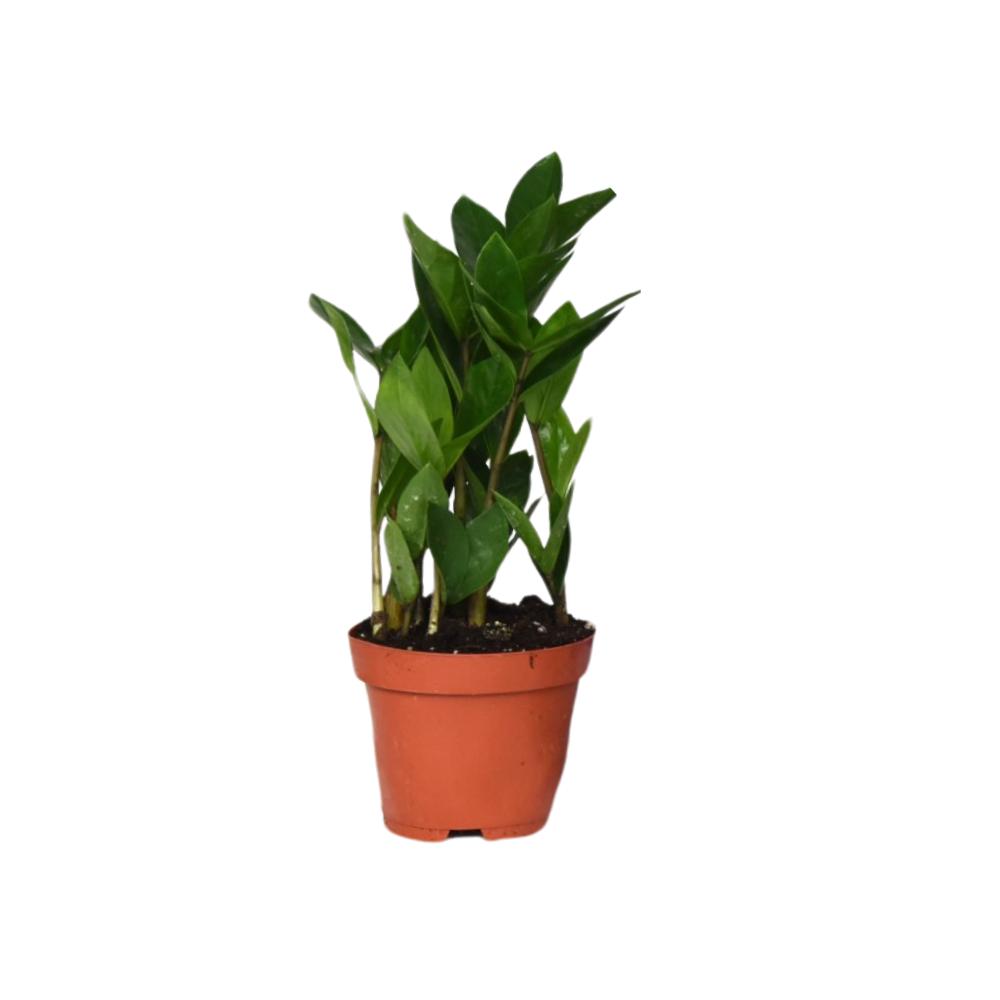 Smaragdpalme - Glücksfeder - Zamioculcas 35 - Ø12cm - ↕30cm