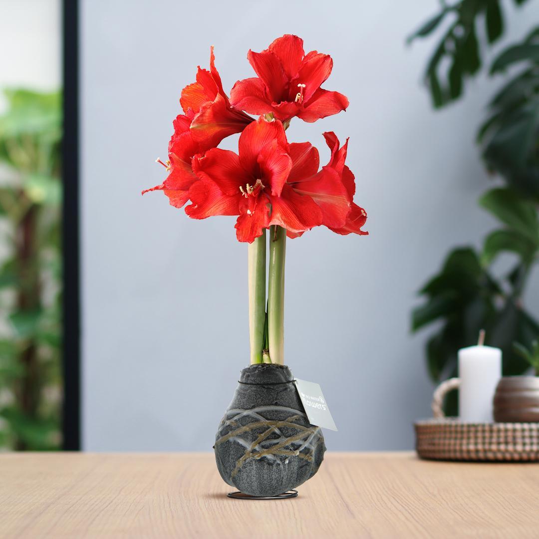 No Water Flowers® (wax amaryllis) | Waxz® Art Rembrandt - Black + Red flower