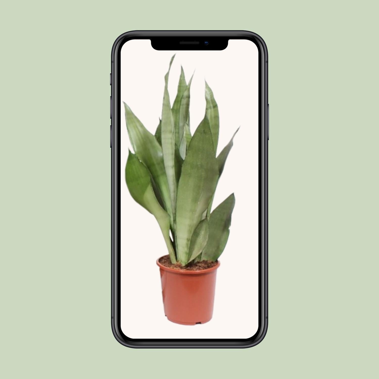 Sansevieria Maneschijn - Ø17cm - ↕60cm