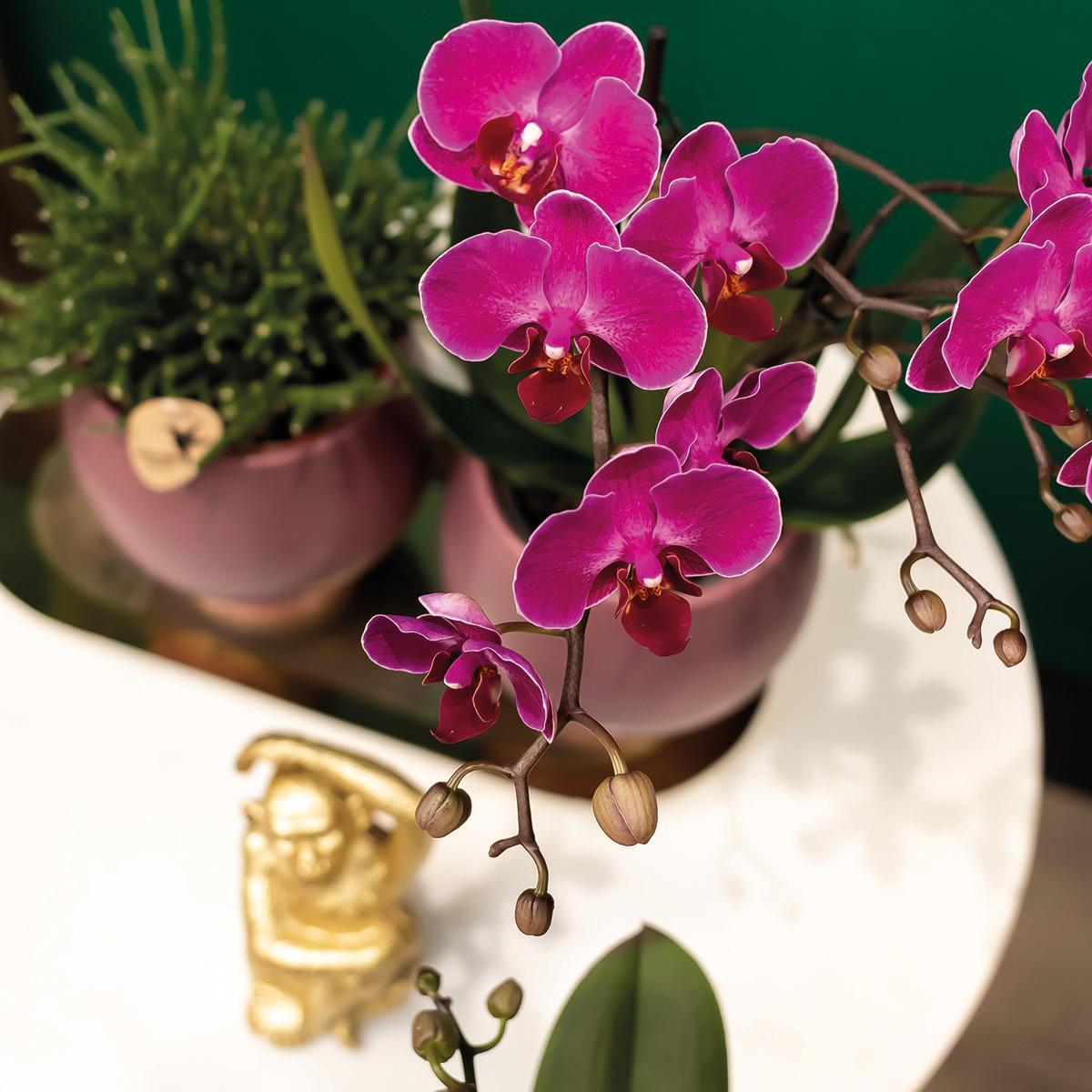 Kolibrie-orchideeën | COMBI DEAL van 2 paarse Phalaenopsis orchideeën - Morelia - potmaat Ø9cm | bloeiende kamerplant - vers van de veredelaar