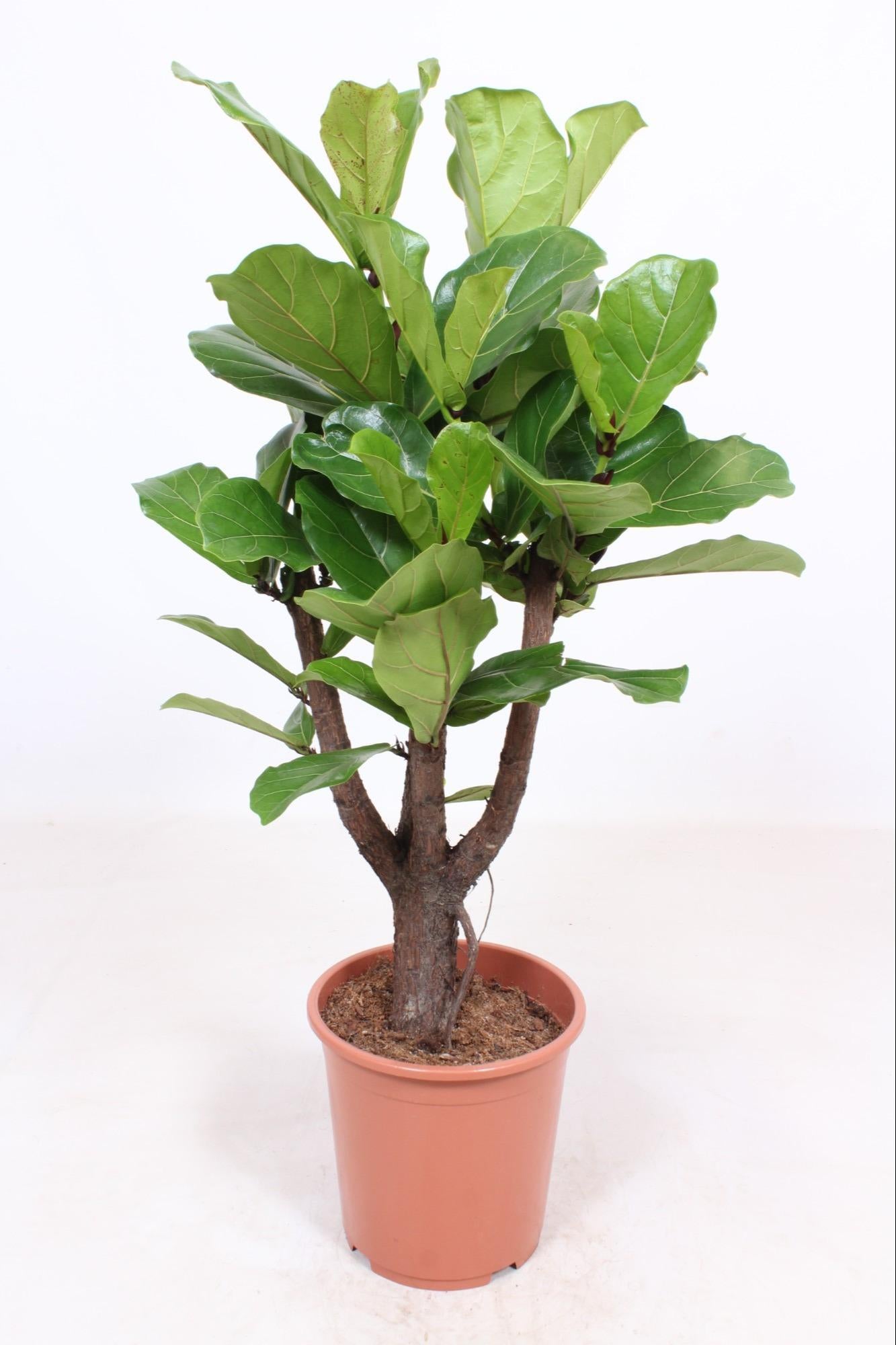 Geigenfeige - Ficus Lyrata - Ø27cm - ↕120cm