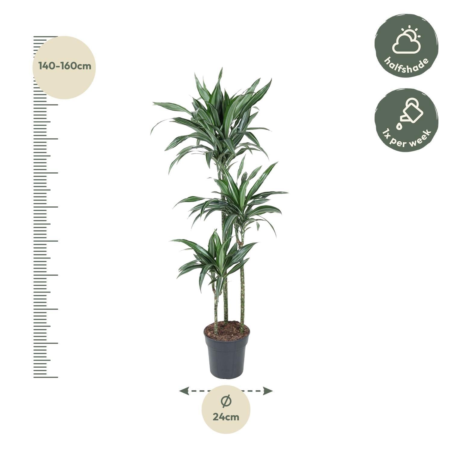 Drachenbaum Ulises - Dracaena Ulises - 150 cm - ø24