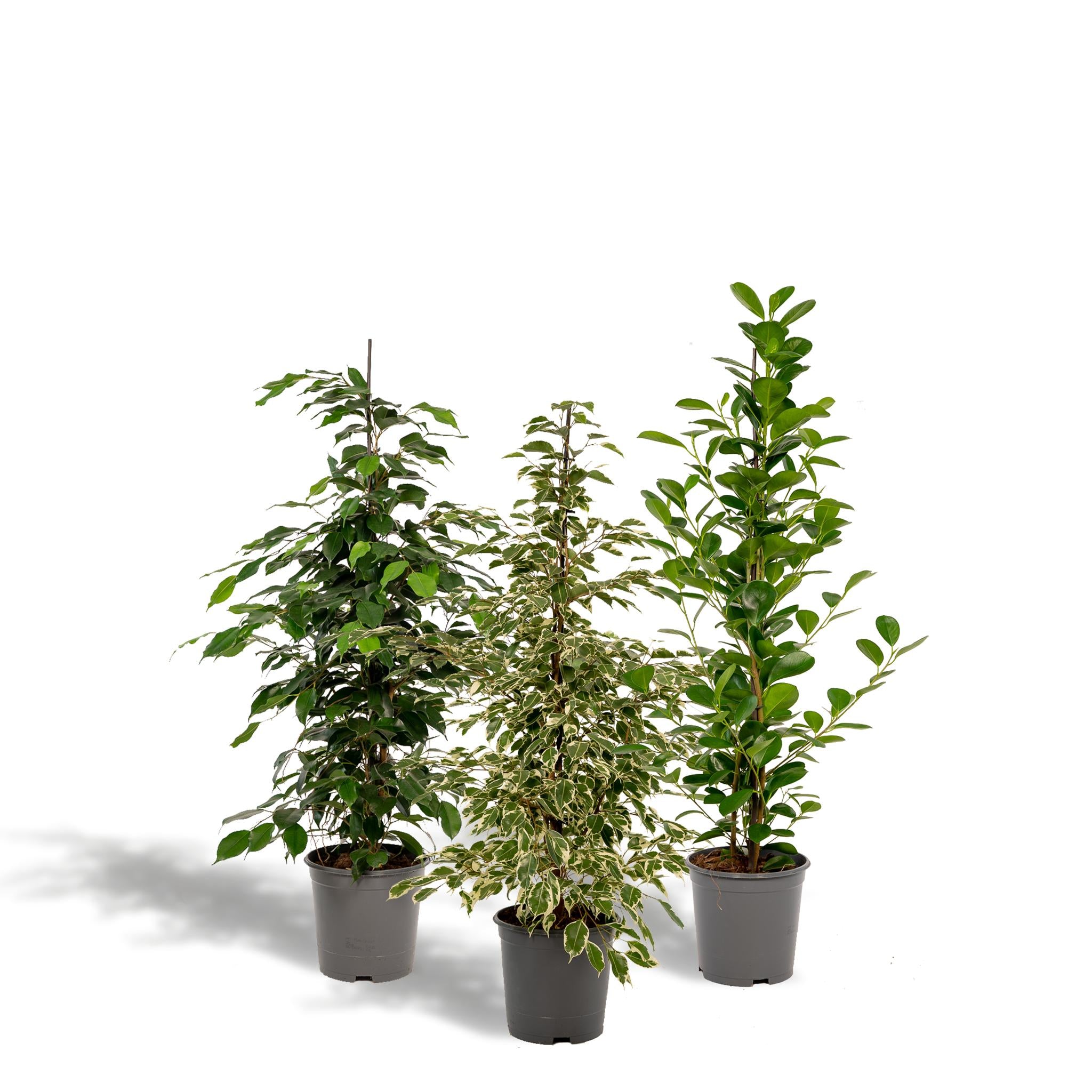 Birkenfeigen Mix - Ficus Benjamina Danielle - Ø21cm - ↕95cm + Ficus Benjamina Twilight - Ø21cm - ↕95cm + Ficus Microcarpa Moclame - Ø21cm - ↕95cm