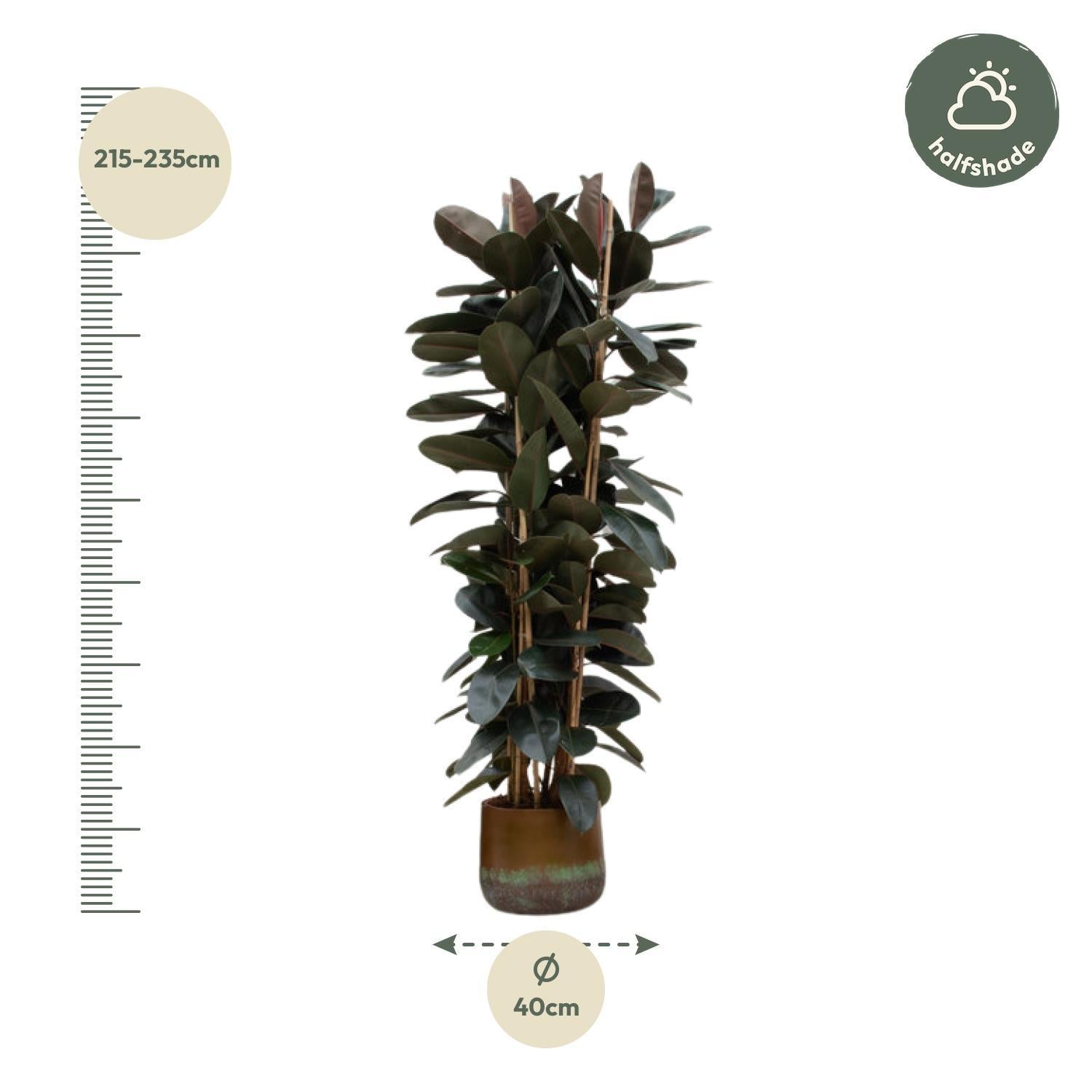 Gummibaum Ficus Elastica Abidjan  - 225cm - ø40