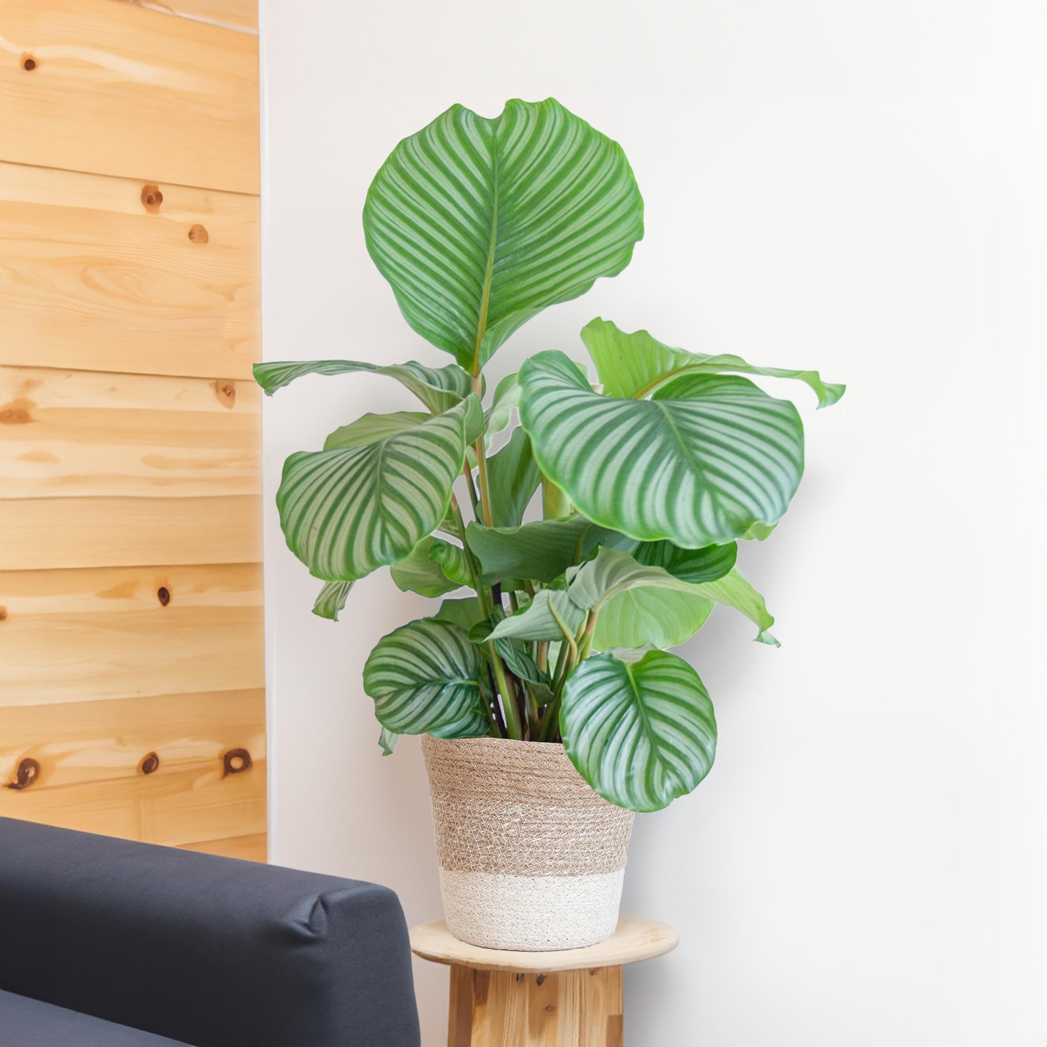 Gebetspflanze - Calathea Orbifolia - mit weißem Lissabon-Korb - 65cm - Ø19