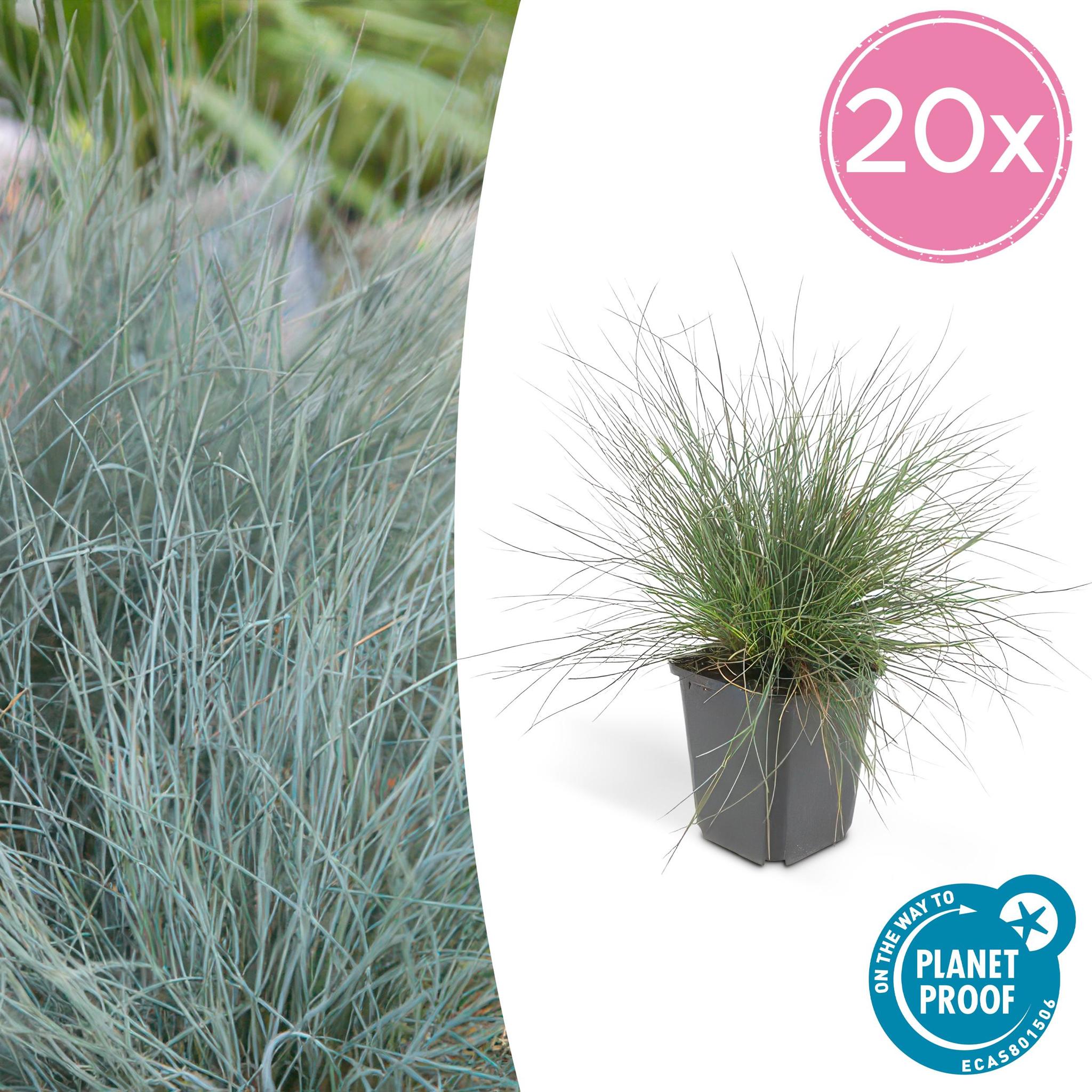 Ziergras - Festuca glauca 'Elijah Bleu' - ↕10-25cm - Ø9cm  - 20 Stück