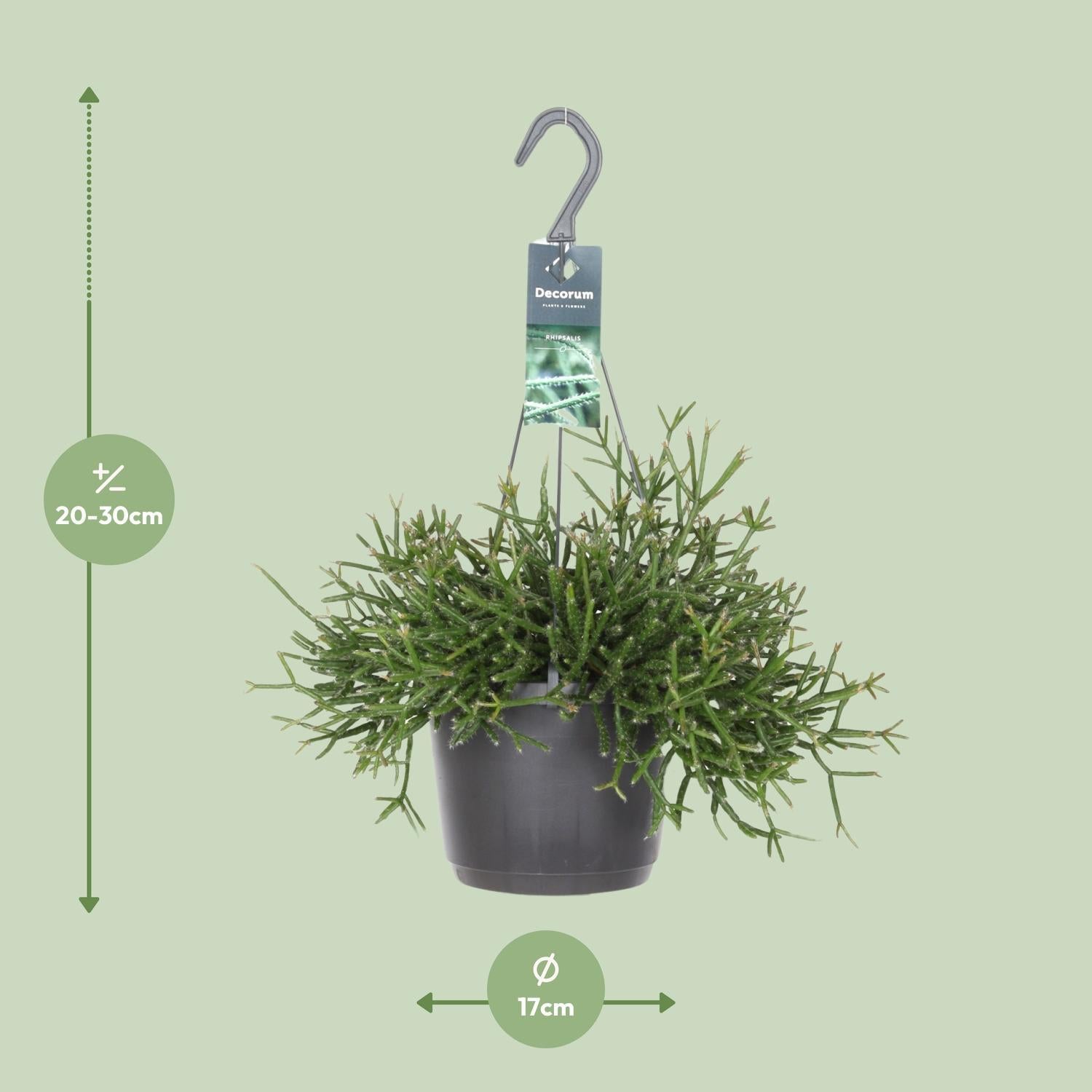 Rhipsalis Burchellii - Ø17cm - ↕30cm