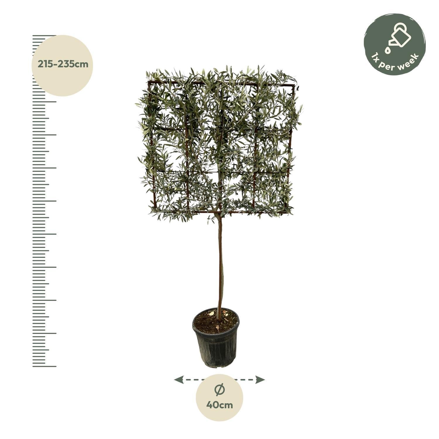 Olea Olive Europaea-Baum auf Gestell – 225 cm – Ø40 cm