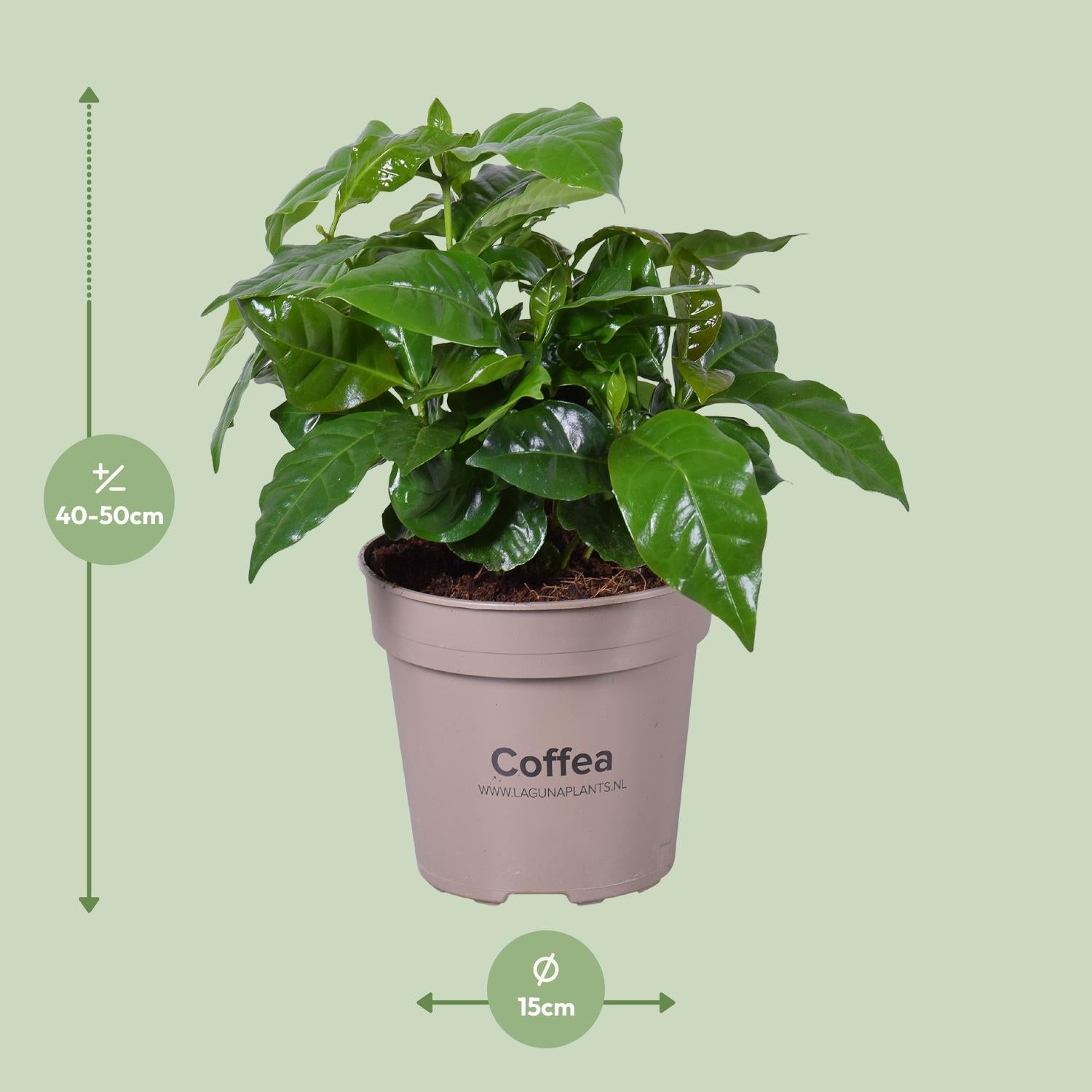 Coffea Arabica - Kaffeepflanze - Ø15cm - ↕45cm