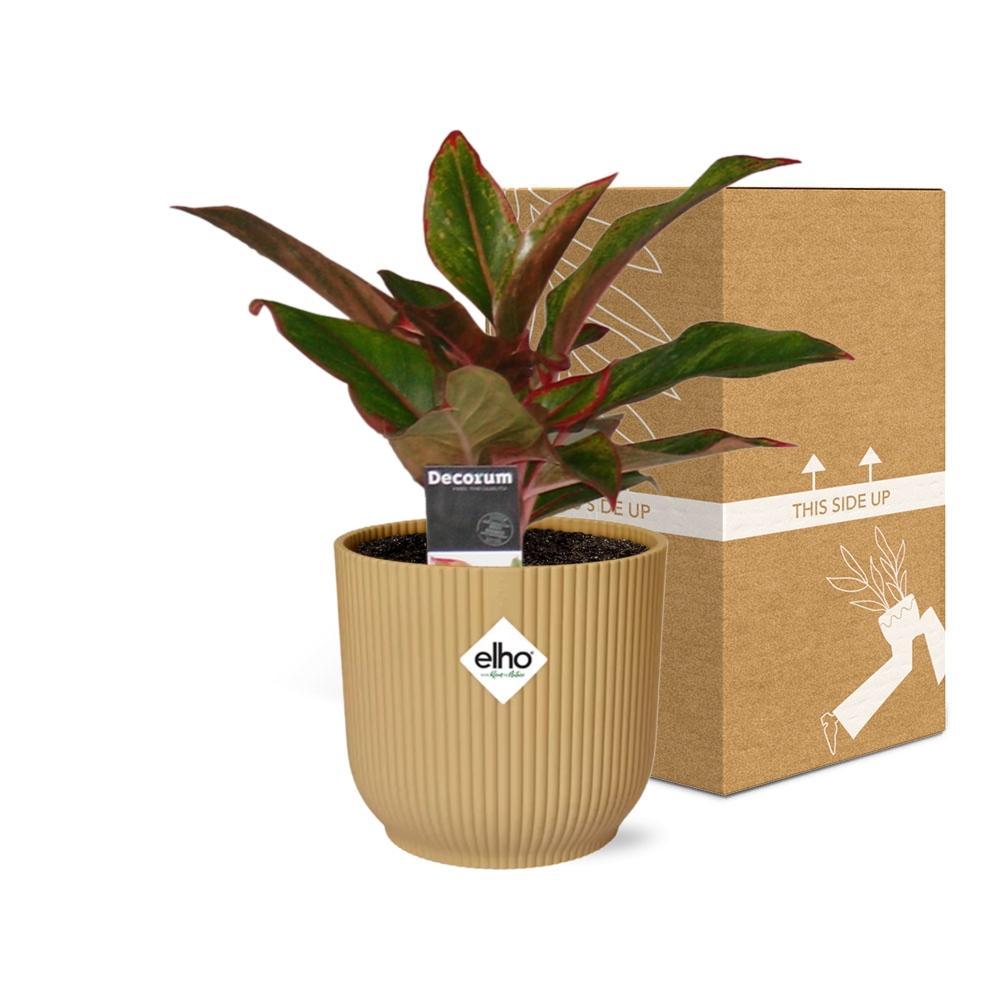 Kolbenfaden - Aglaonema Crete in ELHO Vibes Fold 14cm Topf gelb