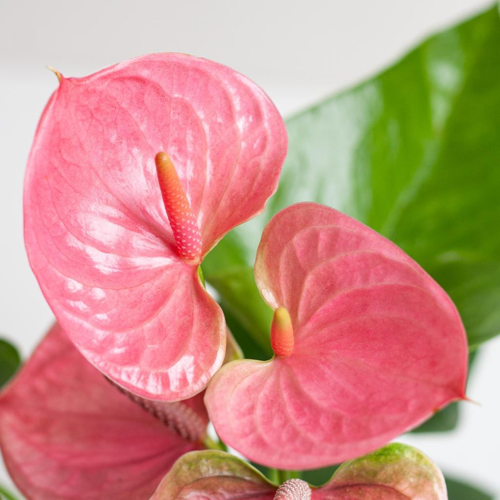 Anthurium Pink Explosion met Lisbon mand zwart - 55cm - Ø17