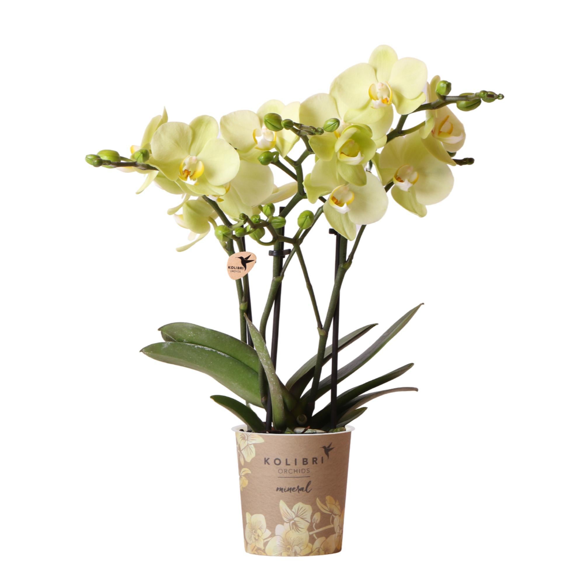 Orchidee gelbe Phalaenopsis-Orchidee Topfgröße Ø9cm|blühende Zimmerpflanze - frisch vom Züchter