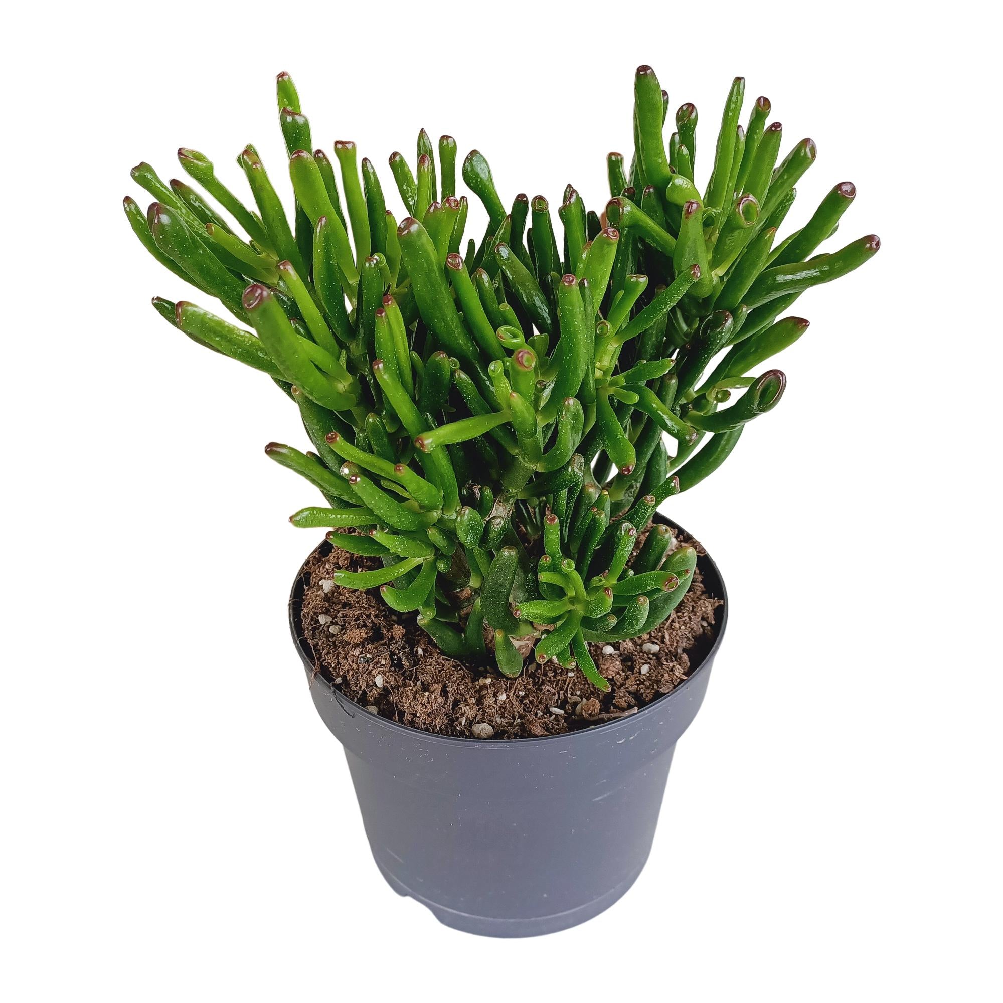 Gummibaum - Crassula gollum - Jadepflanze - 17cm