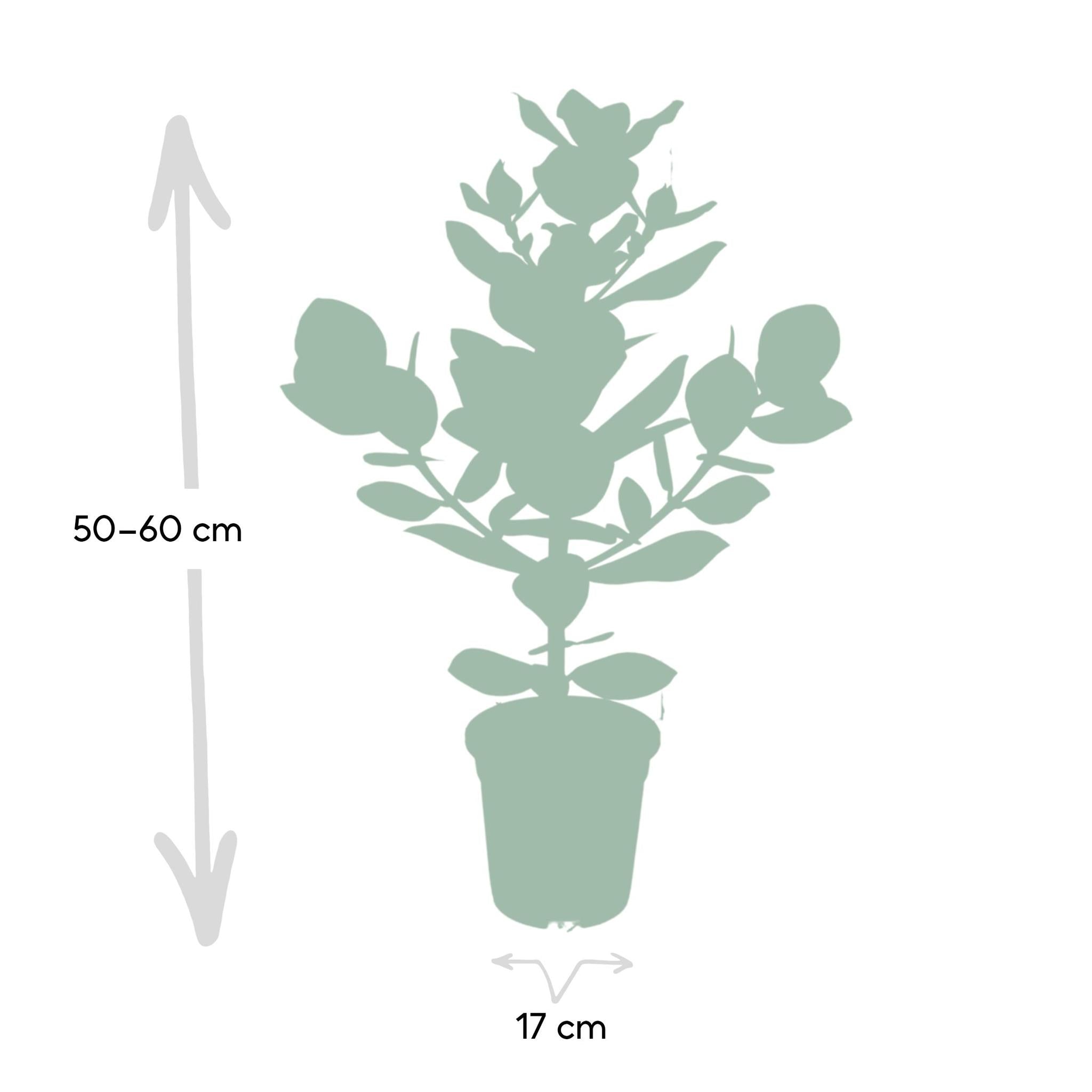 Balsamapfelbaum - Clusia Rosea Princess - Ø17cm - ↕60cm