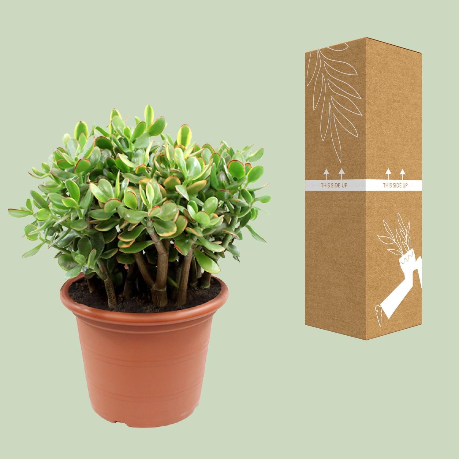 Gummibaum - Crassula Sunset - Goldene Jade, Geldbaum - Ø30cm - ↕50cm