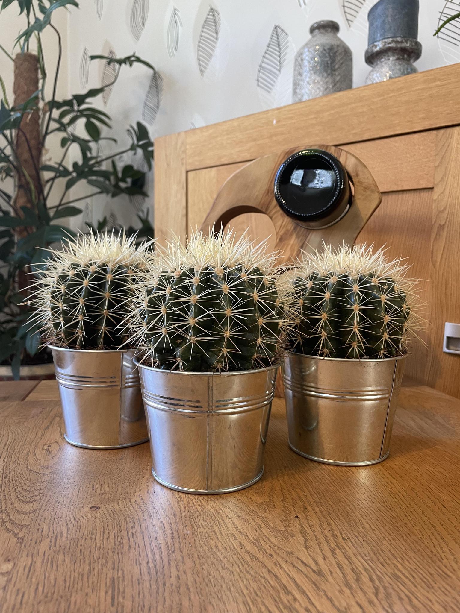 Schwiegermutterstuhl Kaktus- Echiocactus Grusonii- 24cmØ- 23-28cm Höhe - Zink Topf   3 Stück