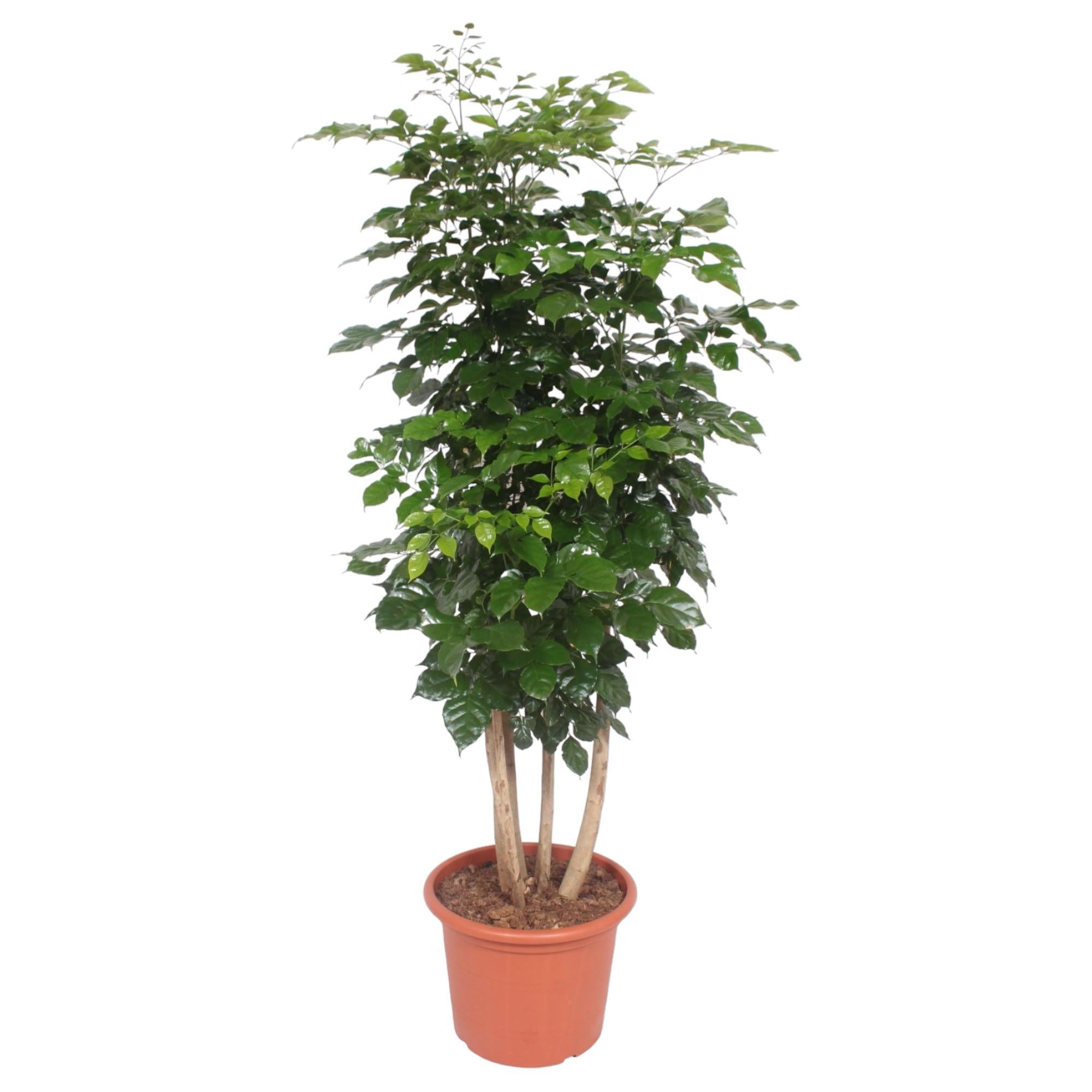 Hainan Glockenbaum - Radermachera Hainanensis - 220 cm - ø40