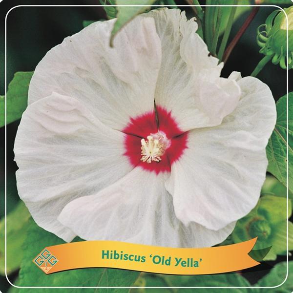 Hibiscus ´Overig Old Yella´ C5 - Ø25cm - ↕35cm