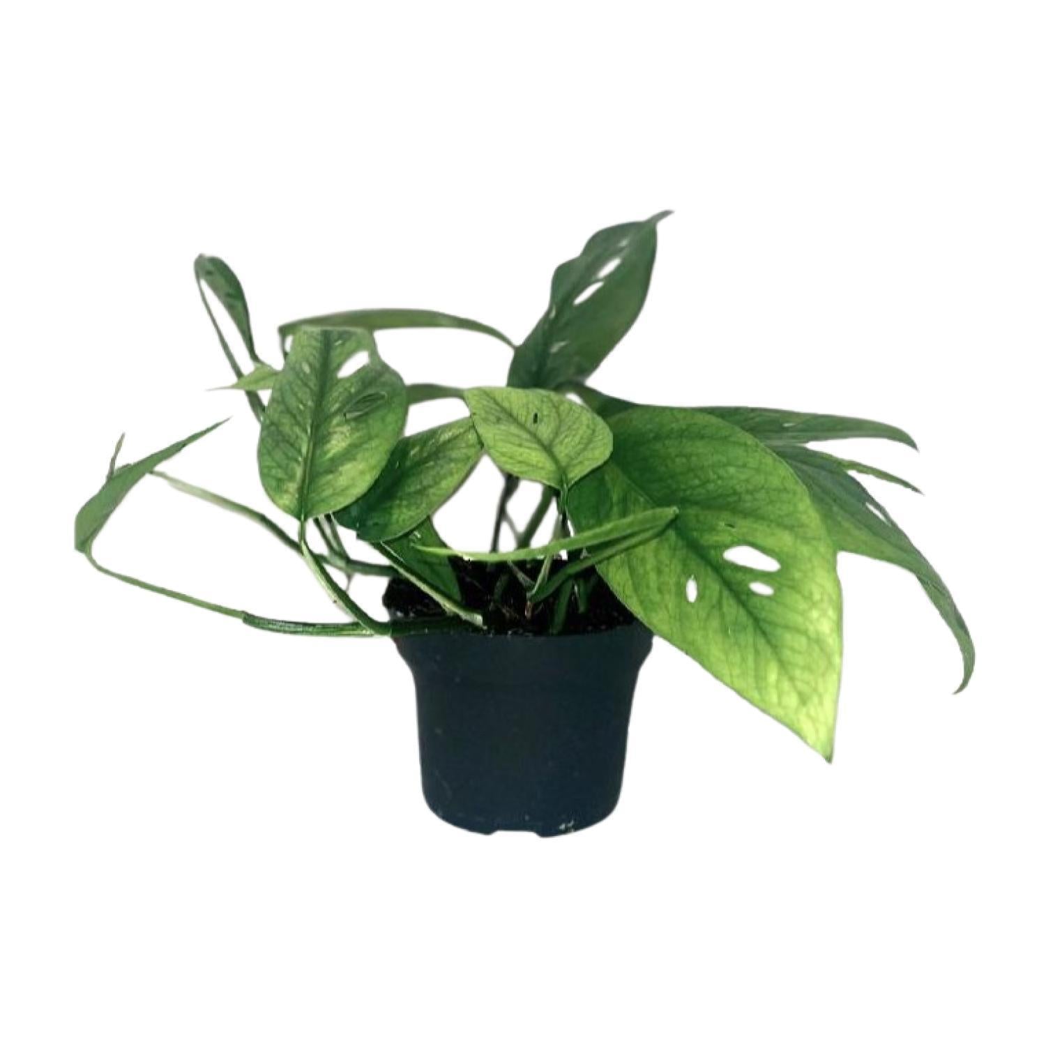 Efeutute - Epipremnum Cebu Blue - Ø12cm - ↕20cm