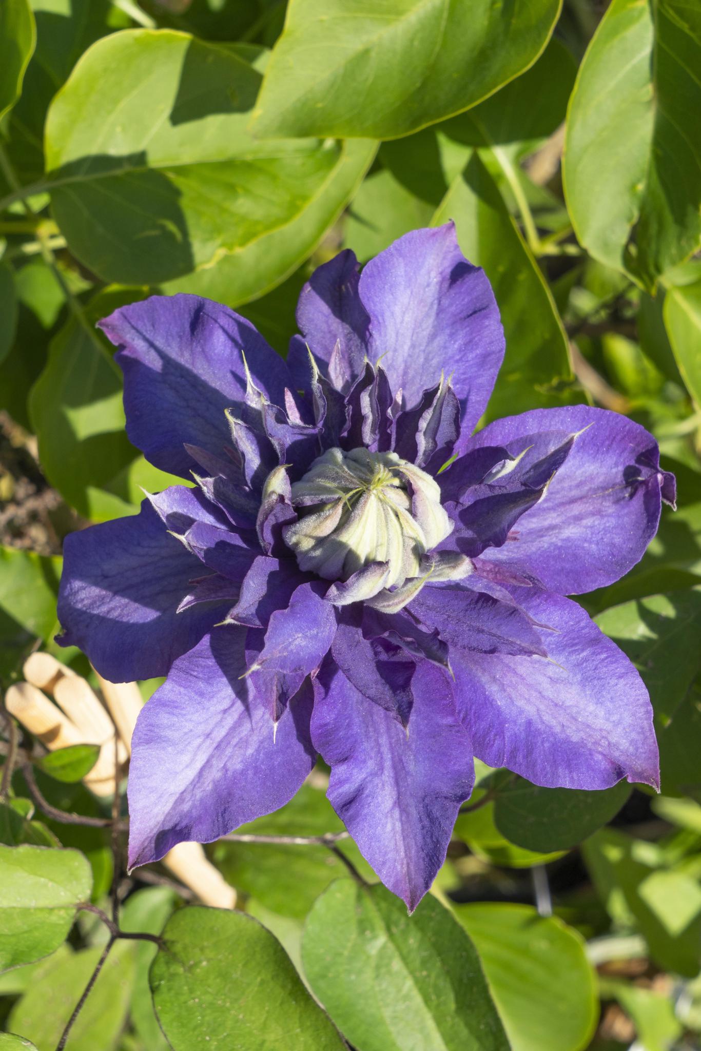 Clematis Multi Blue - Waldrebe Clematis violett-blaue Färbung mit silbrig-blauen Spitzen.