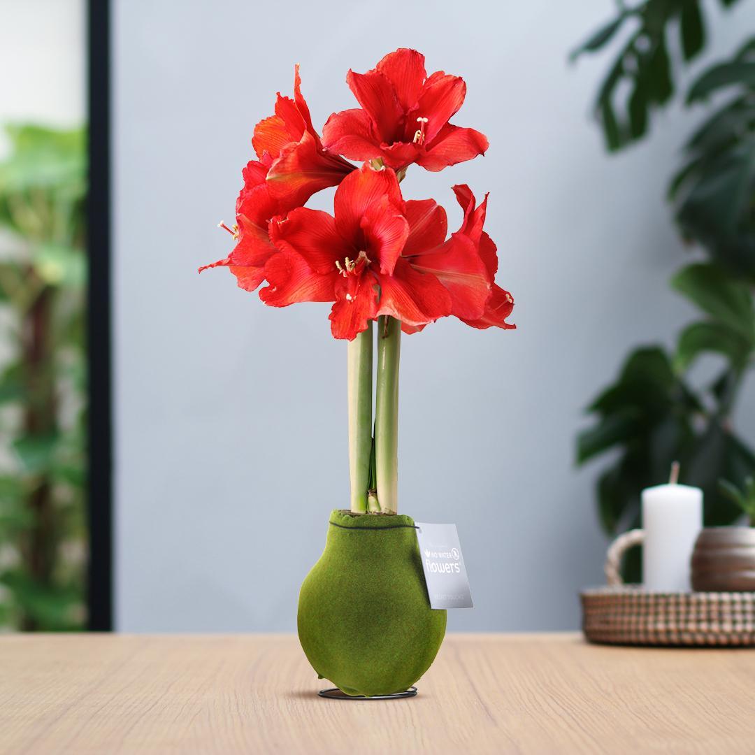 No Water Flowers® (wax amaryllis) | Velvet Touchz® - Moss Green + Red flower